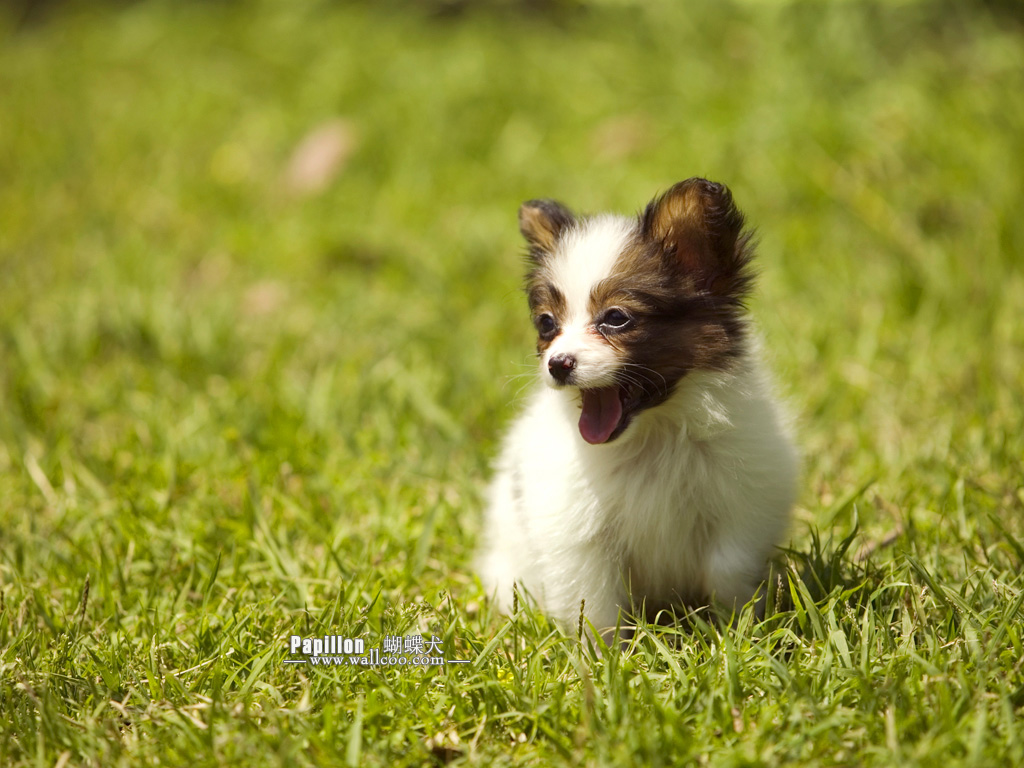 Free download Papillon Puppy Papillon Dog Wallpaper 1024768 NO5 Wallpaper [1024x768] for your Desktop, Mobile & Tablet. Explore Papillon Wallpaper