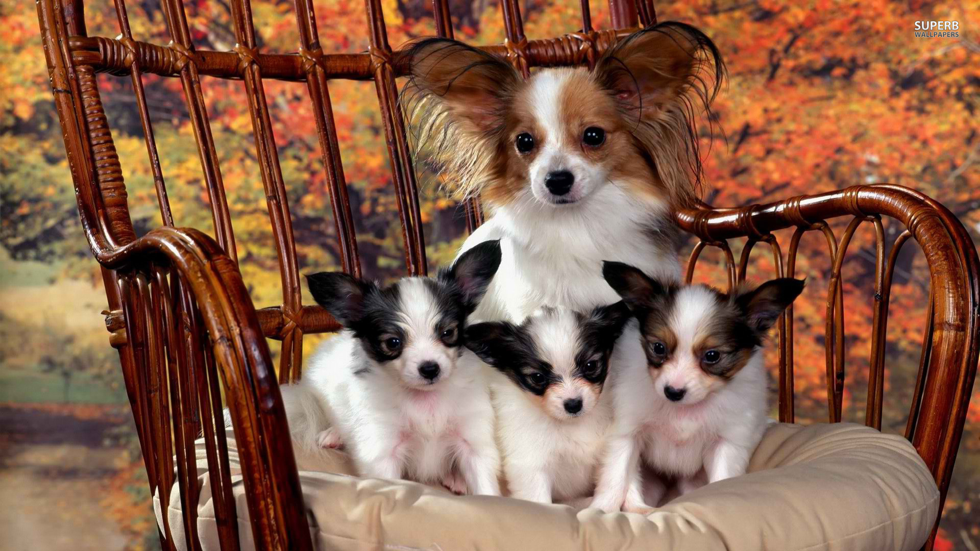 French dog Papillon with puppies Desktop wallpaper 1024x1024