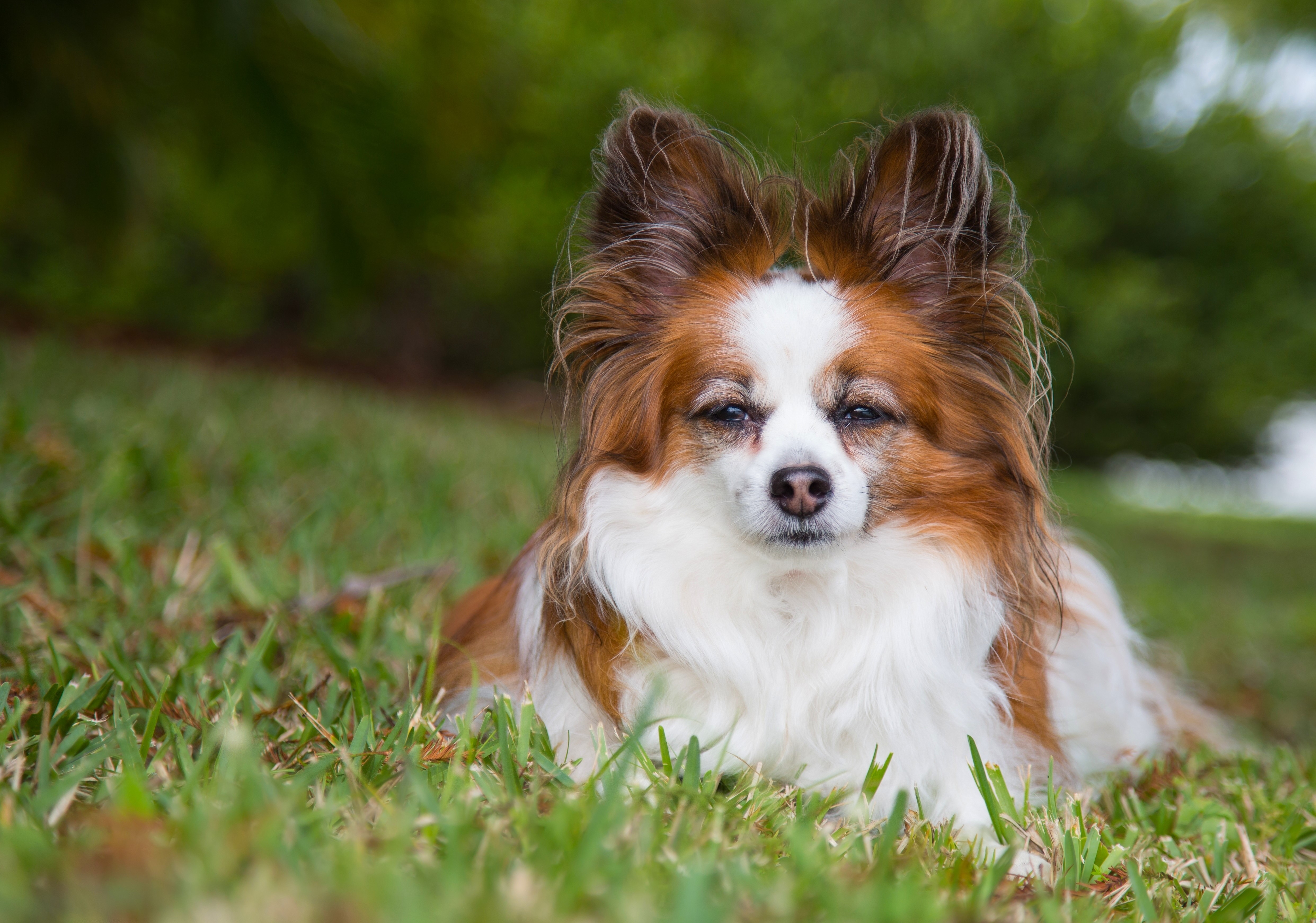 4K, Papillon, Dogs, Grass, Papillon Gallery HD Wallpaper