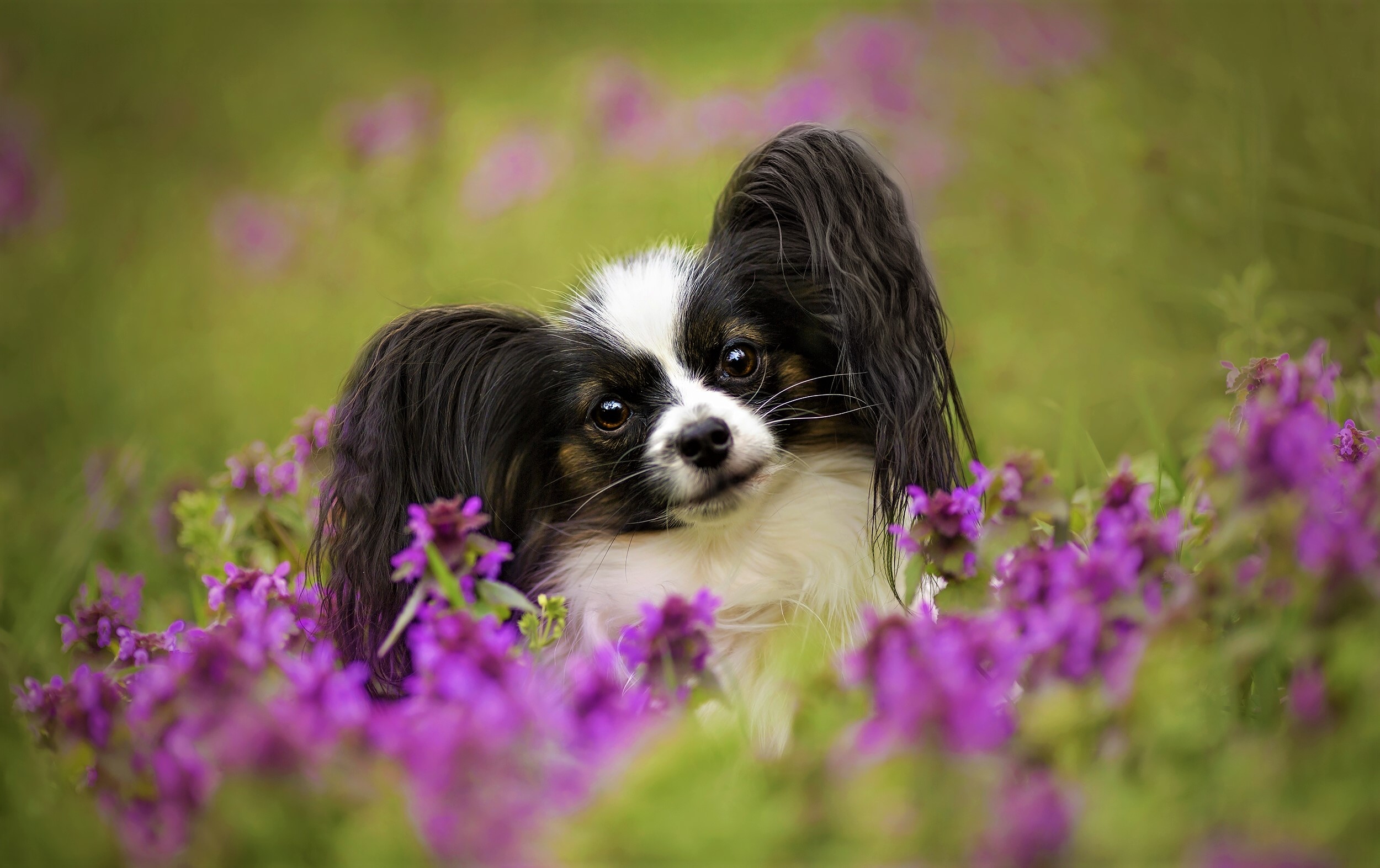 Animal Papillon HD Wallpaper