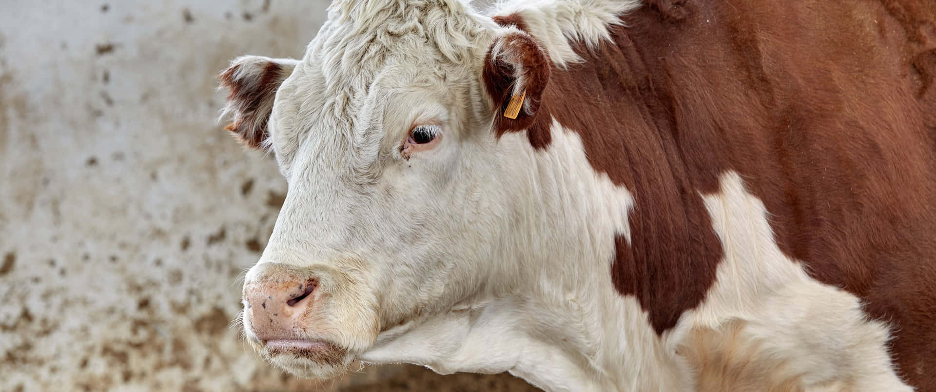 White Hereford Cattle Wallpaper