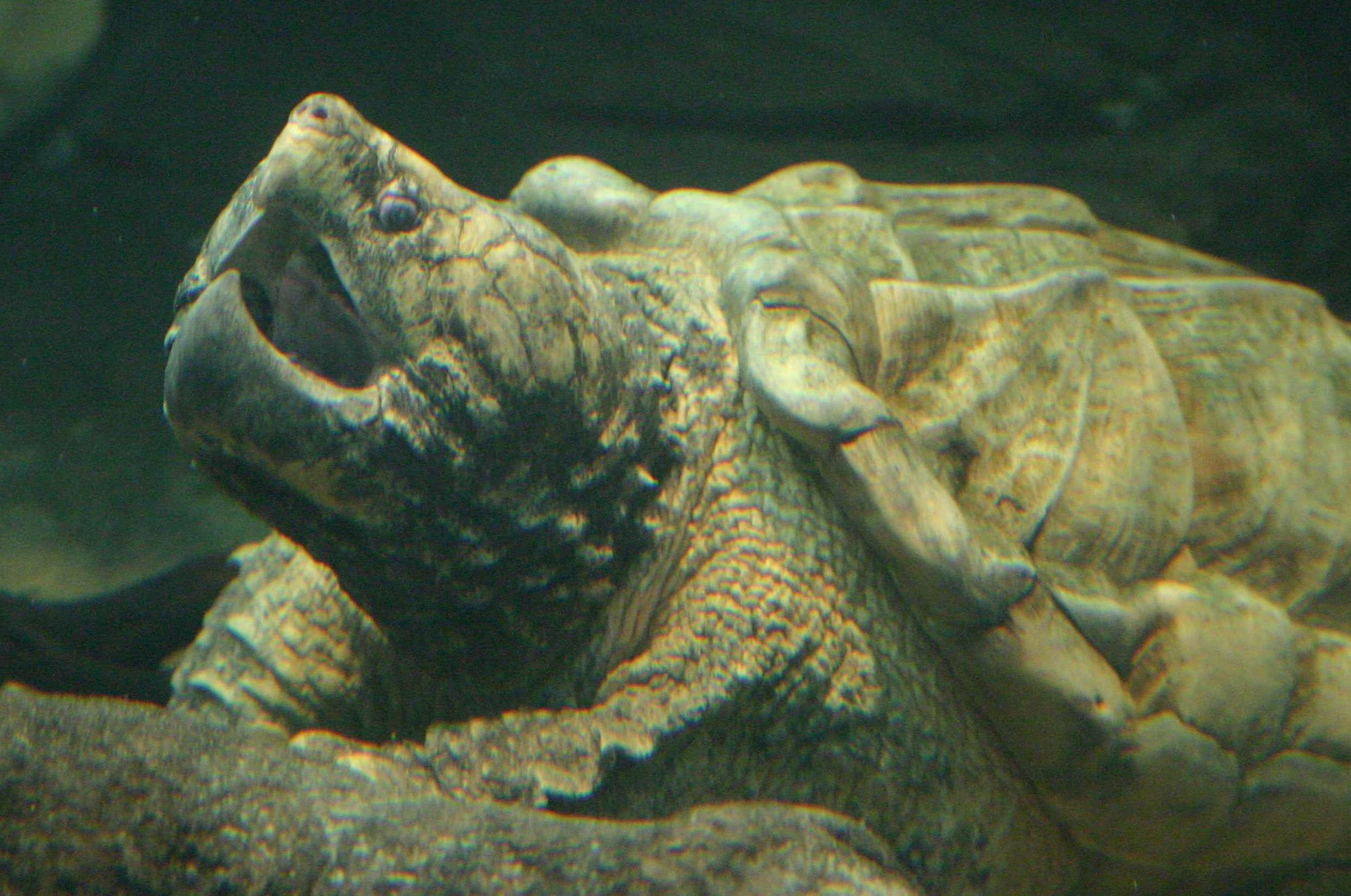 Wallpaper / Animal, Alligator Snapping Turtle, 4K free download