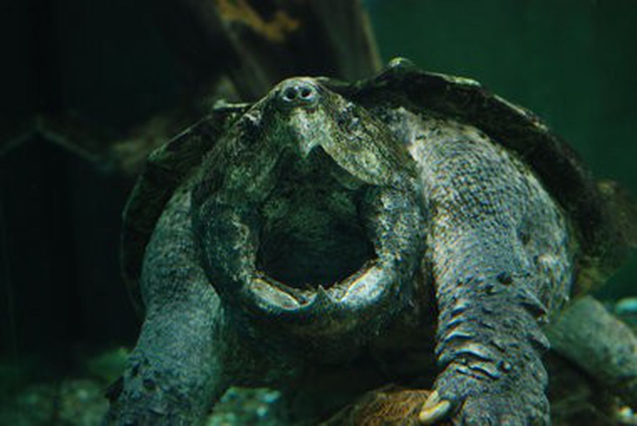 Meet The Prehistoric Looking Alligator Snapping Turtle, A Possibly Endangered Alabama Resident