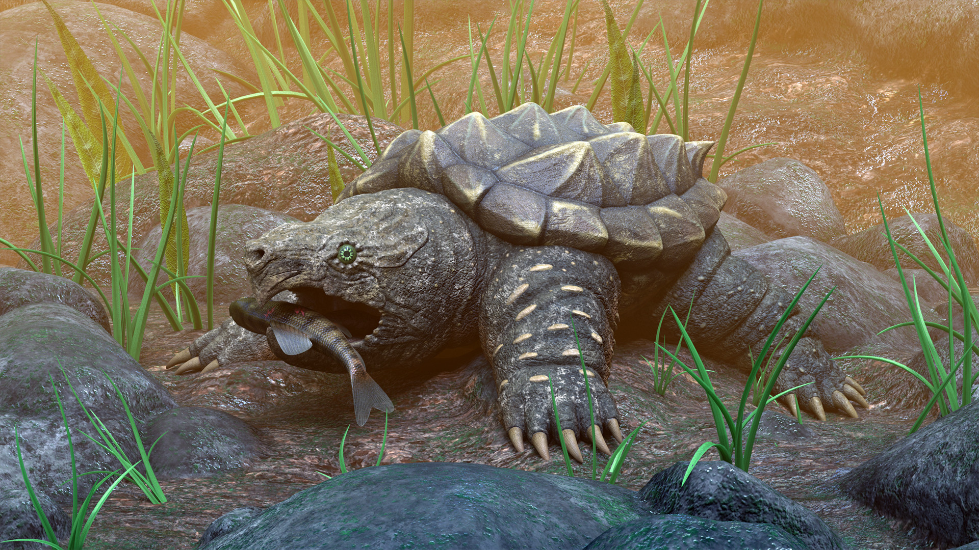Tomas Vareika Snapping Turtle
