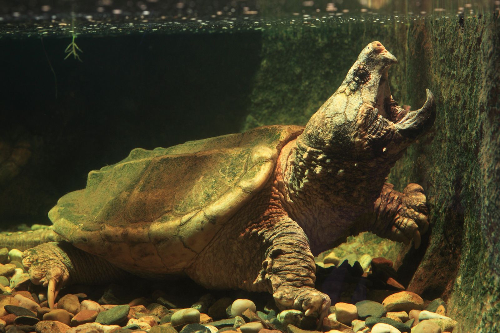 Alligator snapping turtle. Size, Habitat, Diet, & Facts