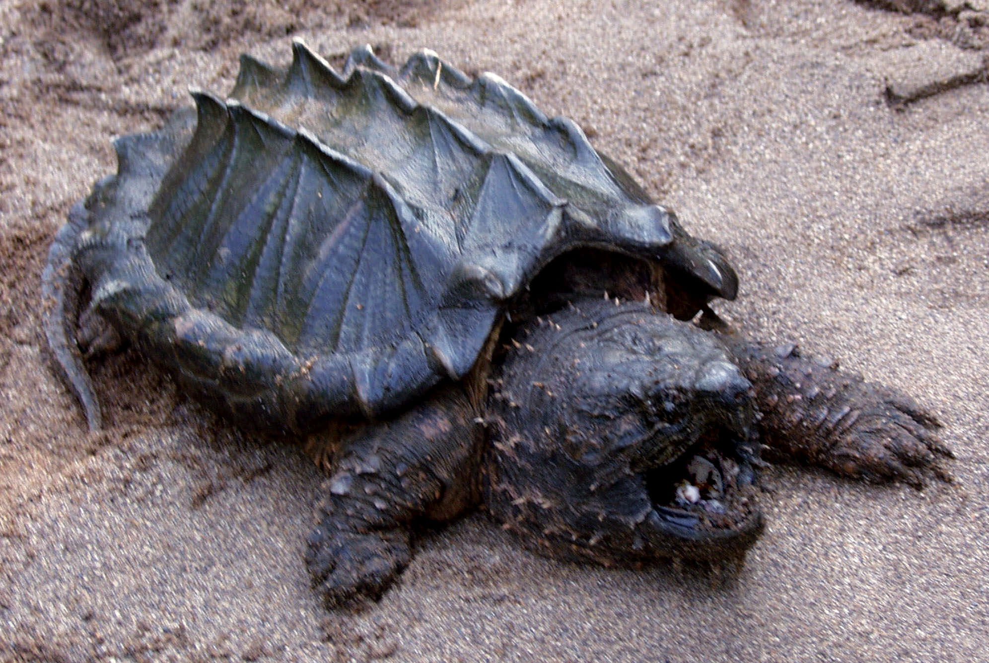 Warning issued after alligator snapping turtles found in France