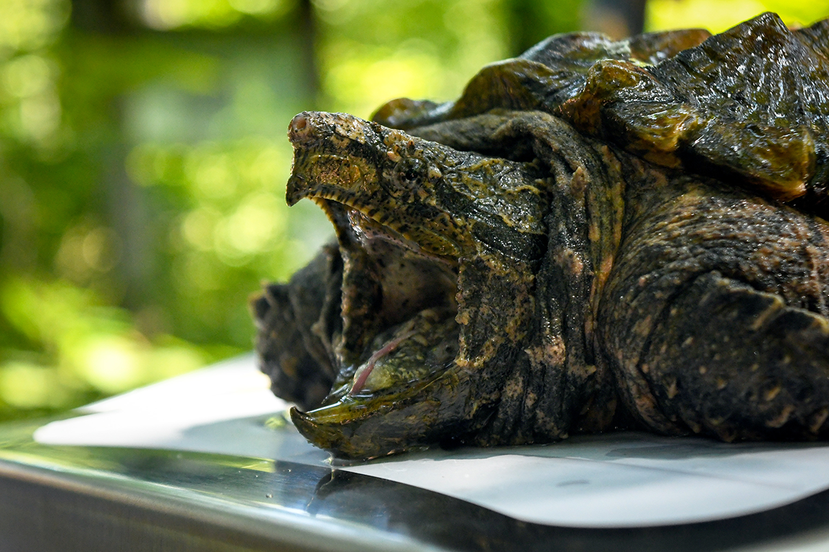 Releasing Alligator Snapping Turtles