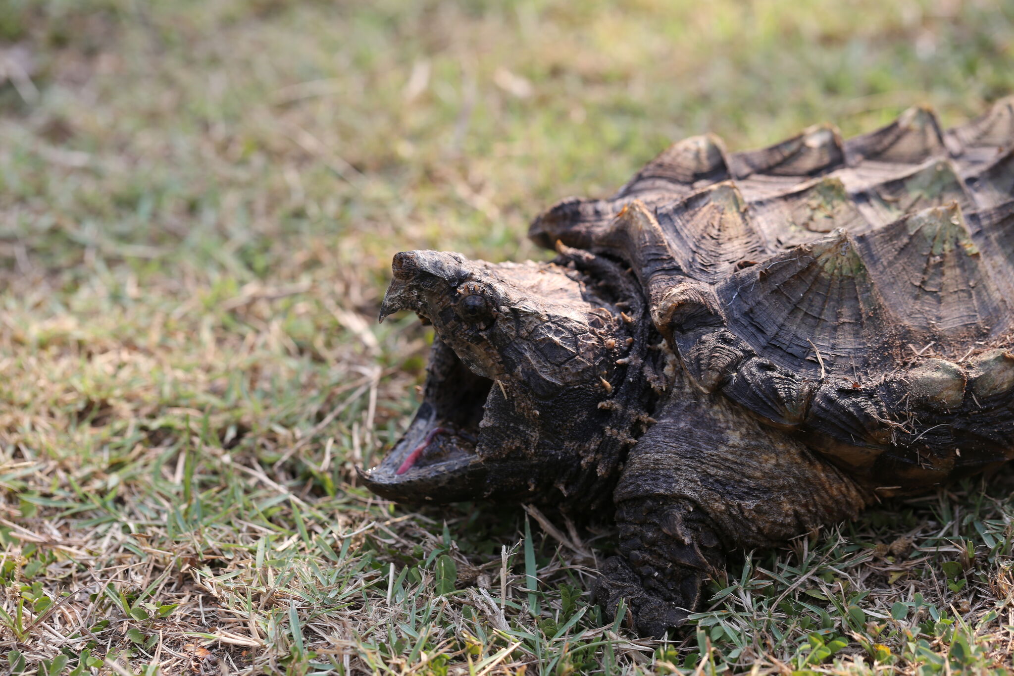 East Texas Man Catches 200 Pound Alligator Turtle