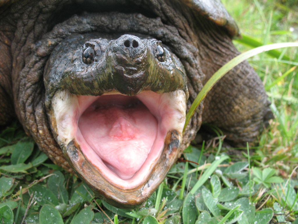 Alligator Snapping Turtle. While I was taking photo of flo