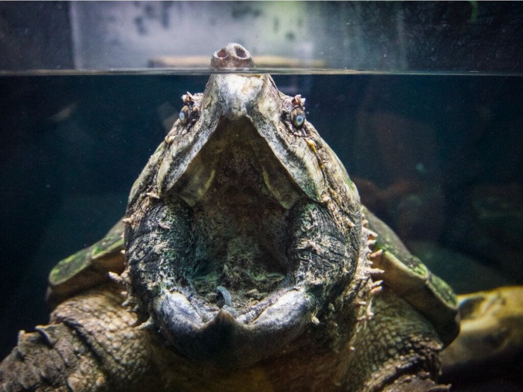 Alligator snapping turtle: habitat and characteristics