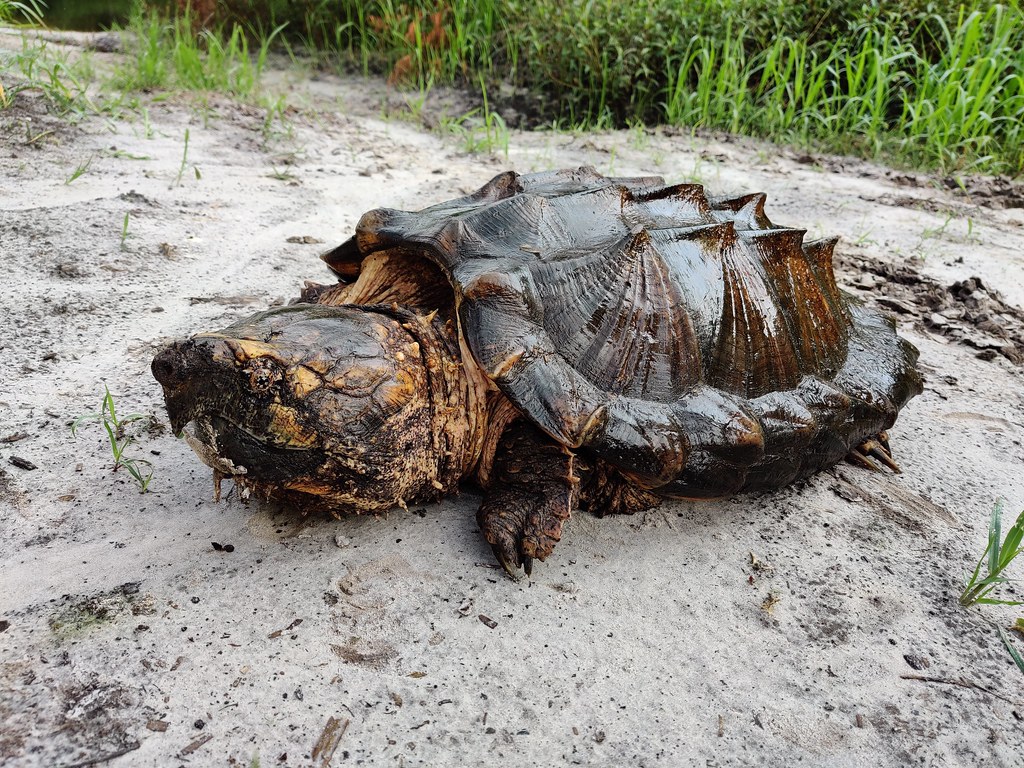 64 Pound Suwannee Alligator Snapping Turtle, Macrochelys S