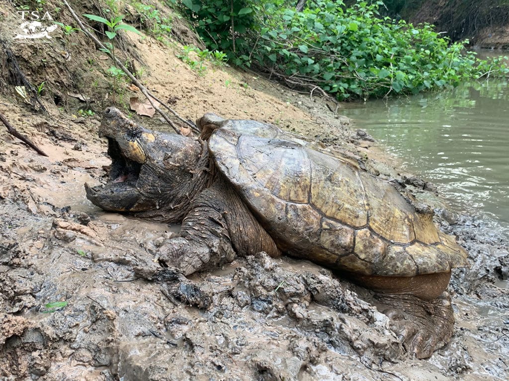 TSA Documents 100th Alligator Snapping Turtle In Texas' Buffalo Bayou