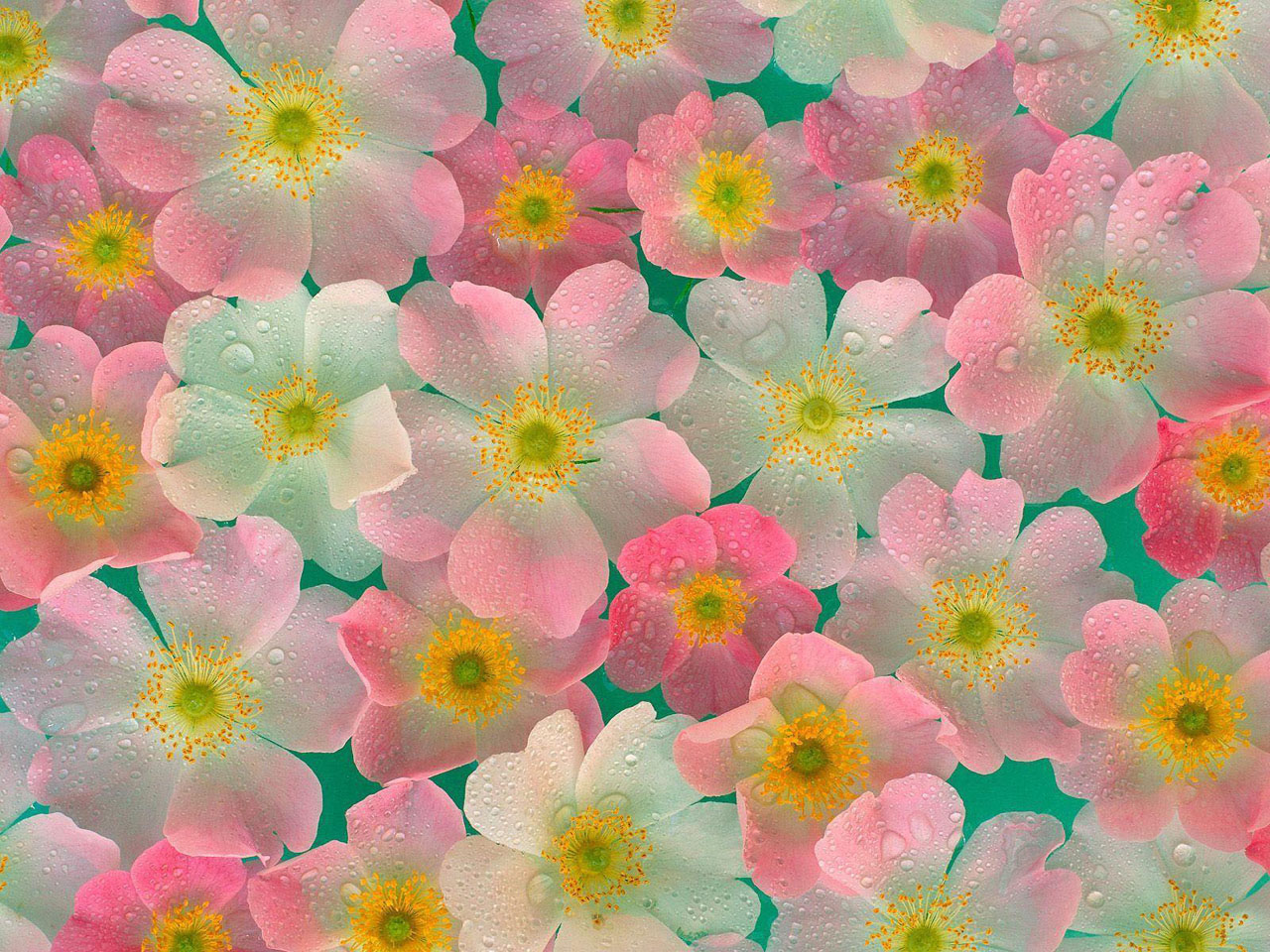 Beautiful Flower Wallpaper for your desktop
