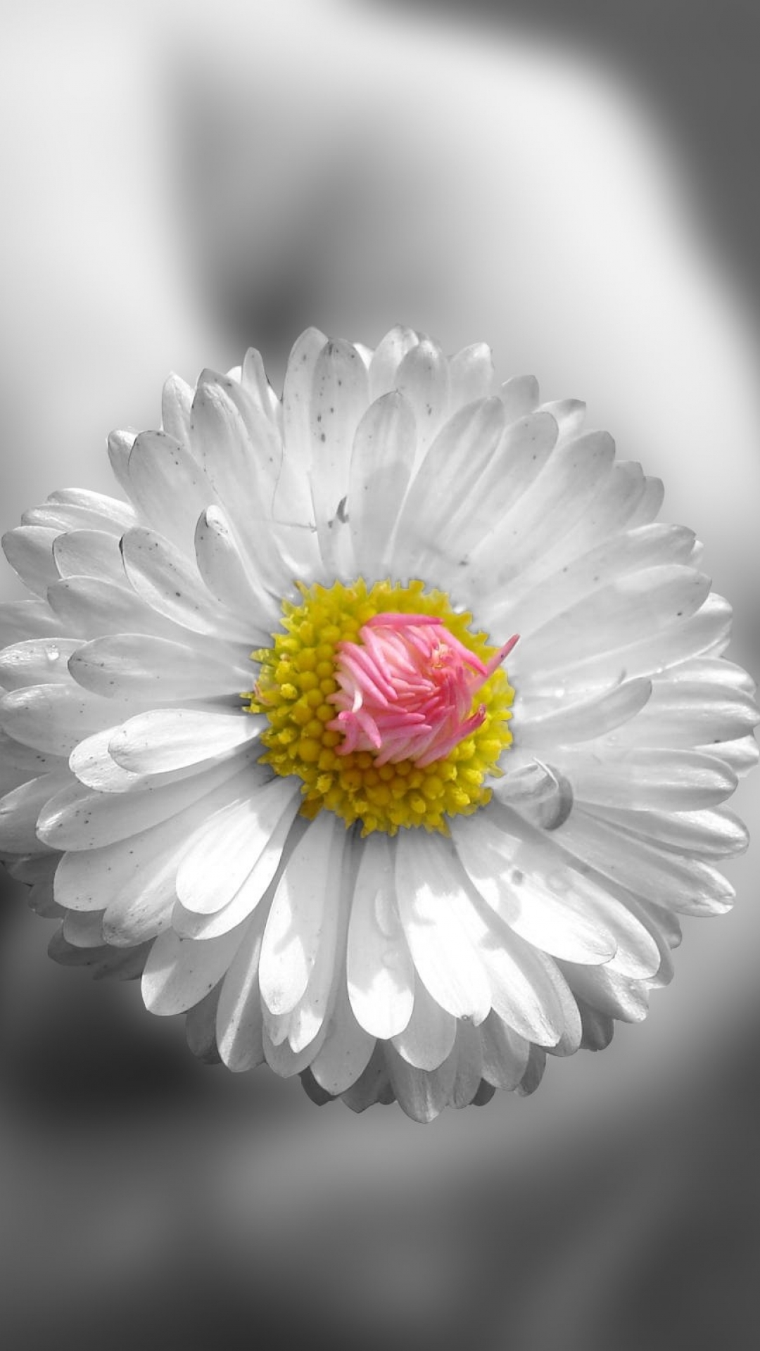 Flowers Mobile Wallpapers - Wallpaper Cave, image size:1080x1920