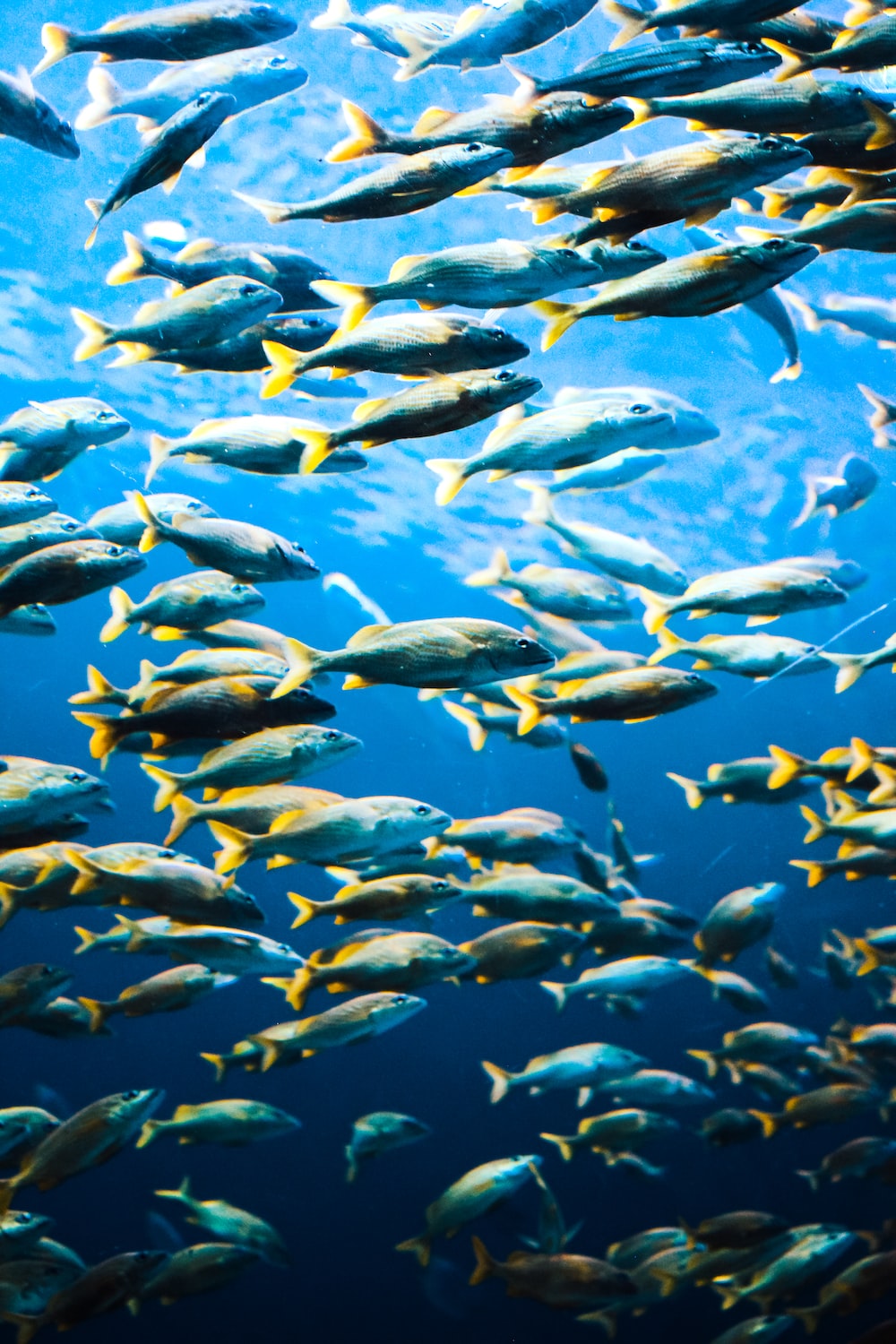 Fish Wallpaper Picture. Download Free Image