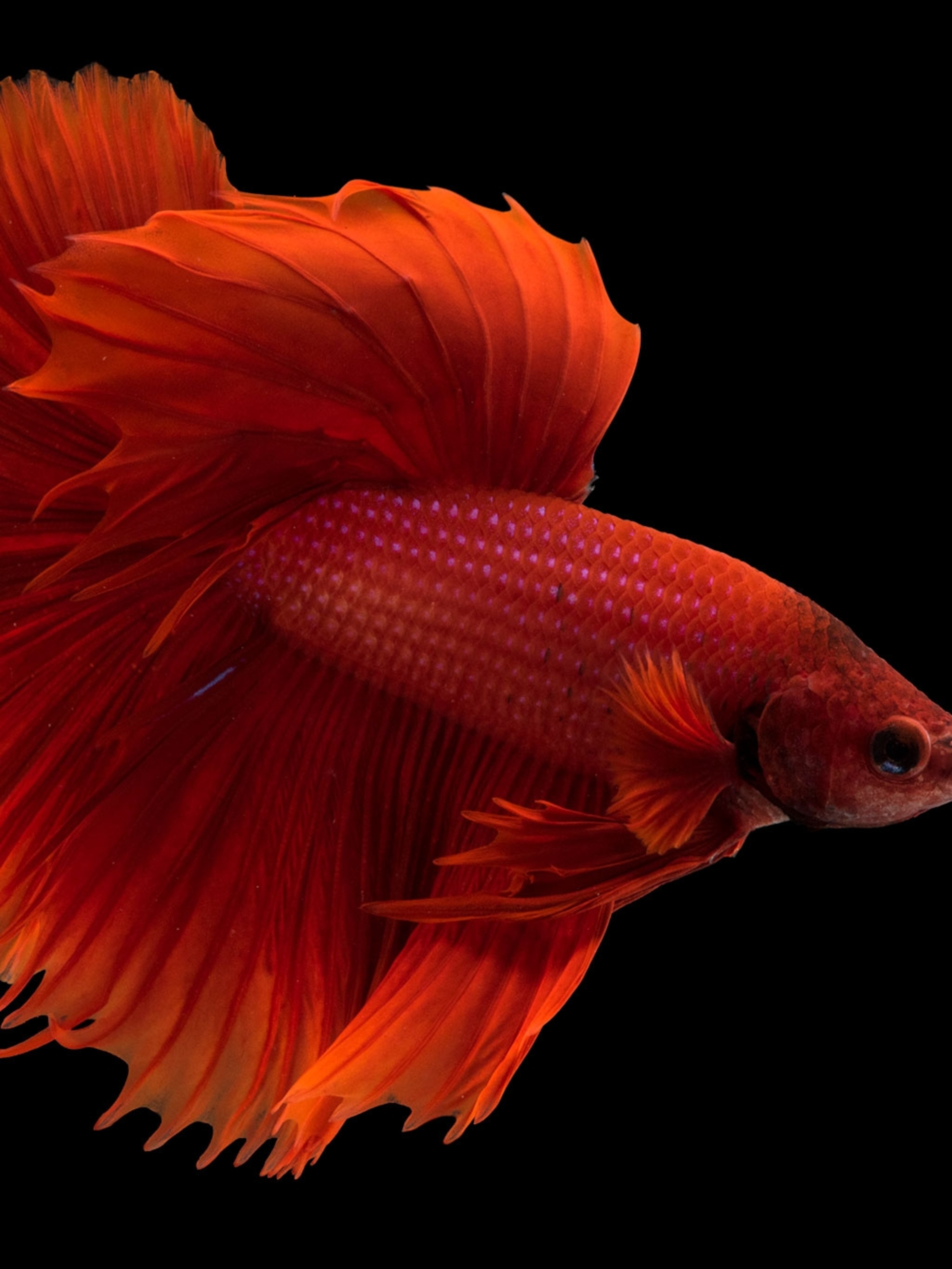 Betta fish often mistreated at pet stores and by owners, PETA says
