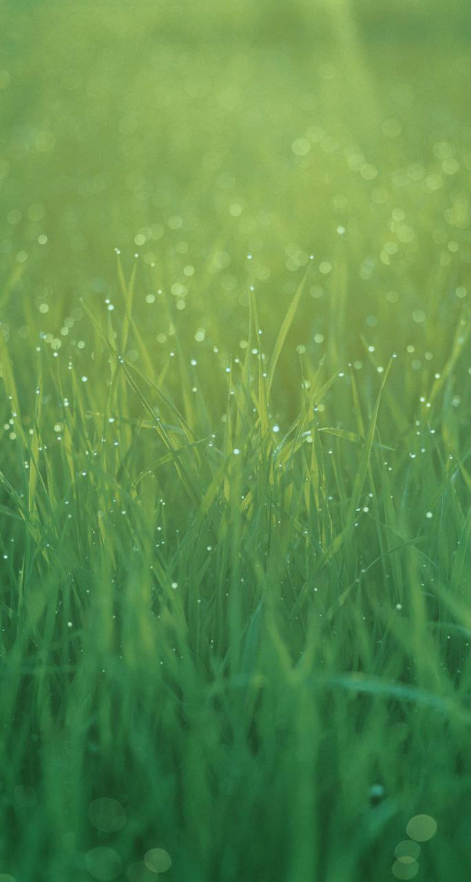 Download Peaceful Morning Grass