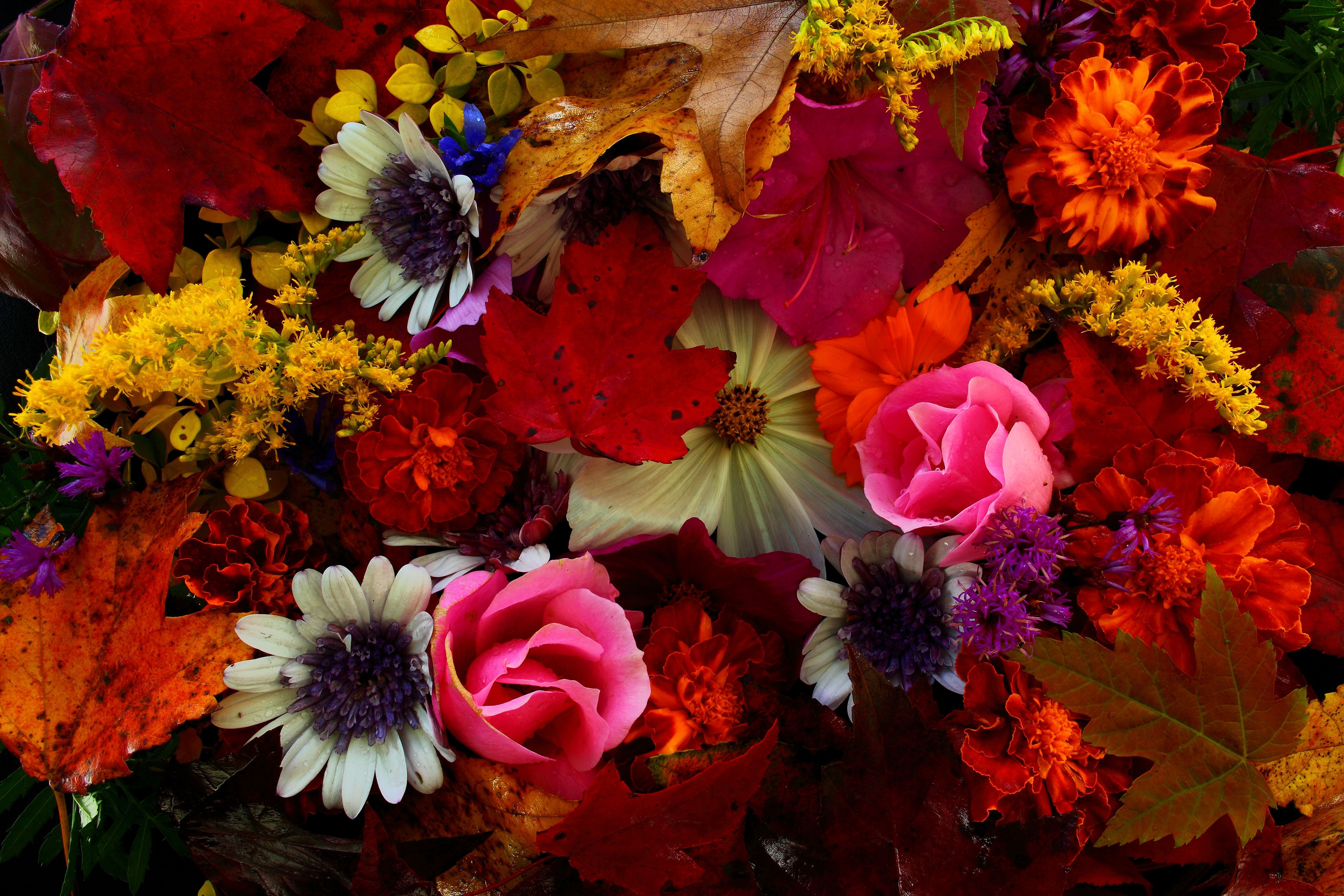 Fall Flowers Wallpaper