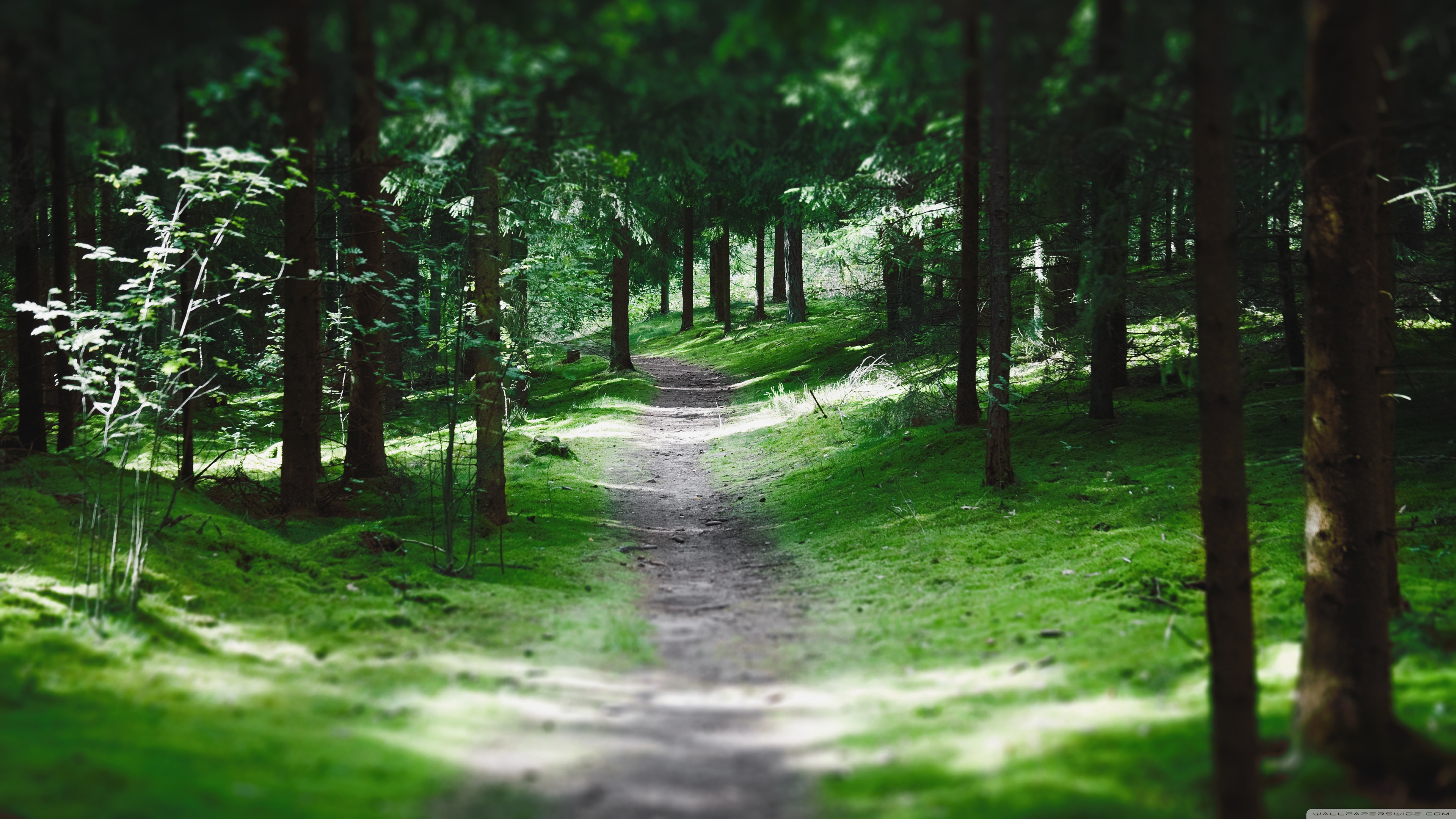 Swedish Forest Path Ultra HD Wallpaper