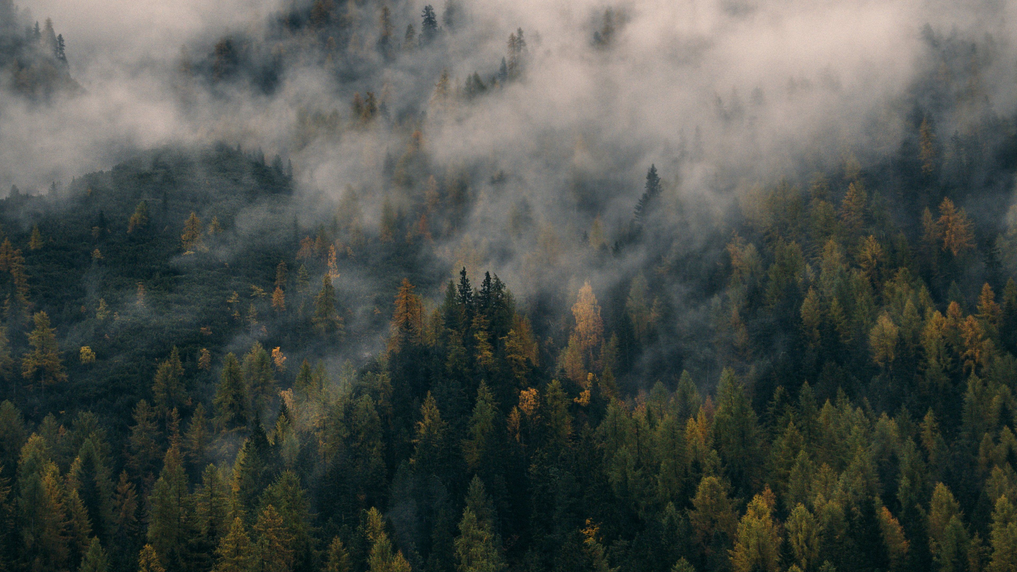 Foggy Forest HD Wallpaper Free Download