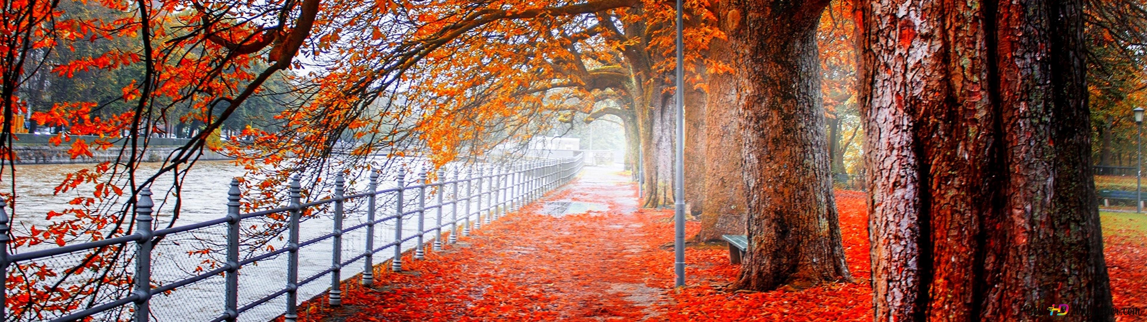 Forest in autumn 4K wallpaper download