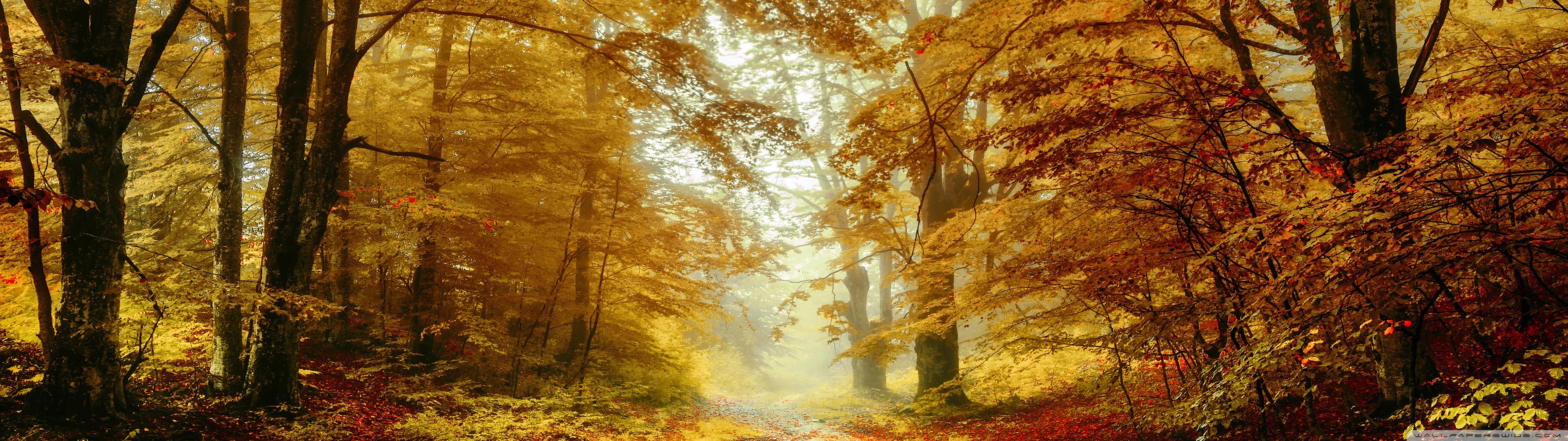 Forest Trees, Autumn Ultra HD Desktop Background Wallpaper for: Widescreen & UltraWide Desktop & Laptop, Multi Display, Dual Monitor, Tablet