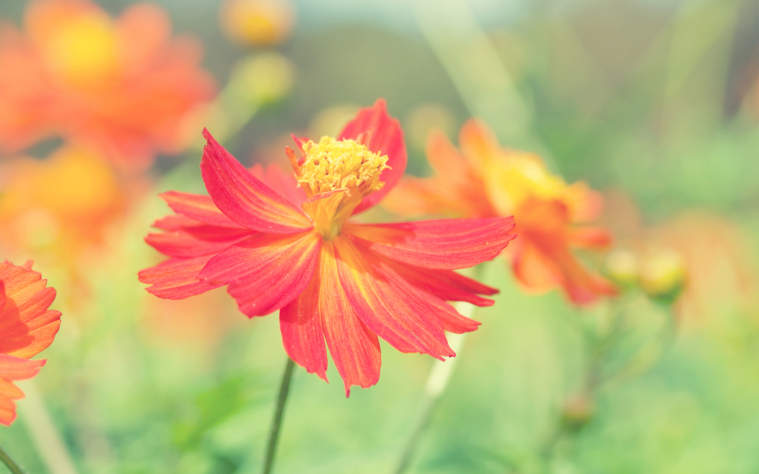 Wallpaper 4k Cosmos Autumn Flower Wallpaper