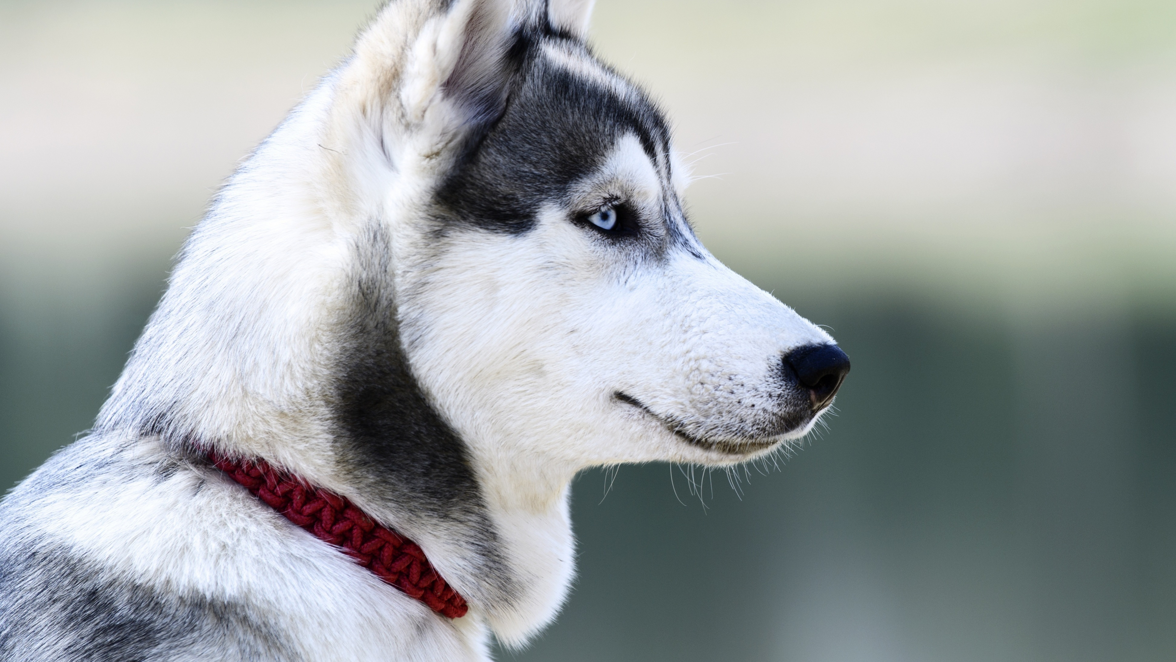 Download wallpaper 3840x2160 husky, dog, muzzle, white 4k wallpaper, uhd wallpaper, 16:9 widescreen 3840x2160 HD background, 5008