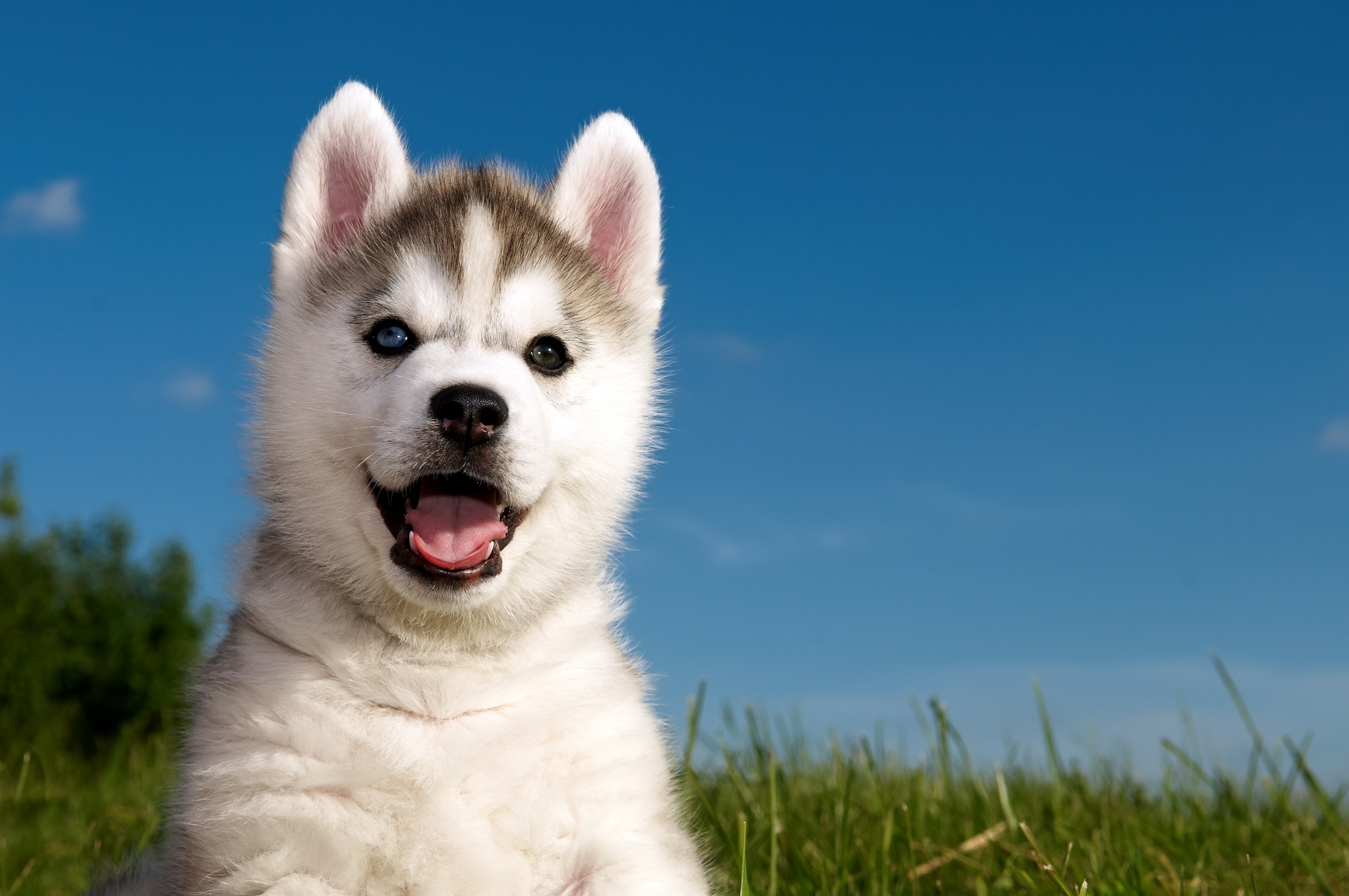 4K, Dogs, Husky, Puppy Gallery HD Wallpaper