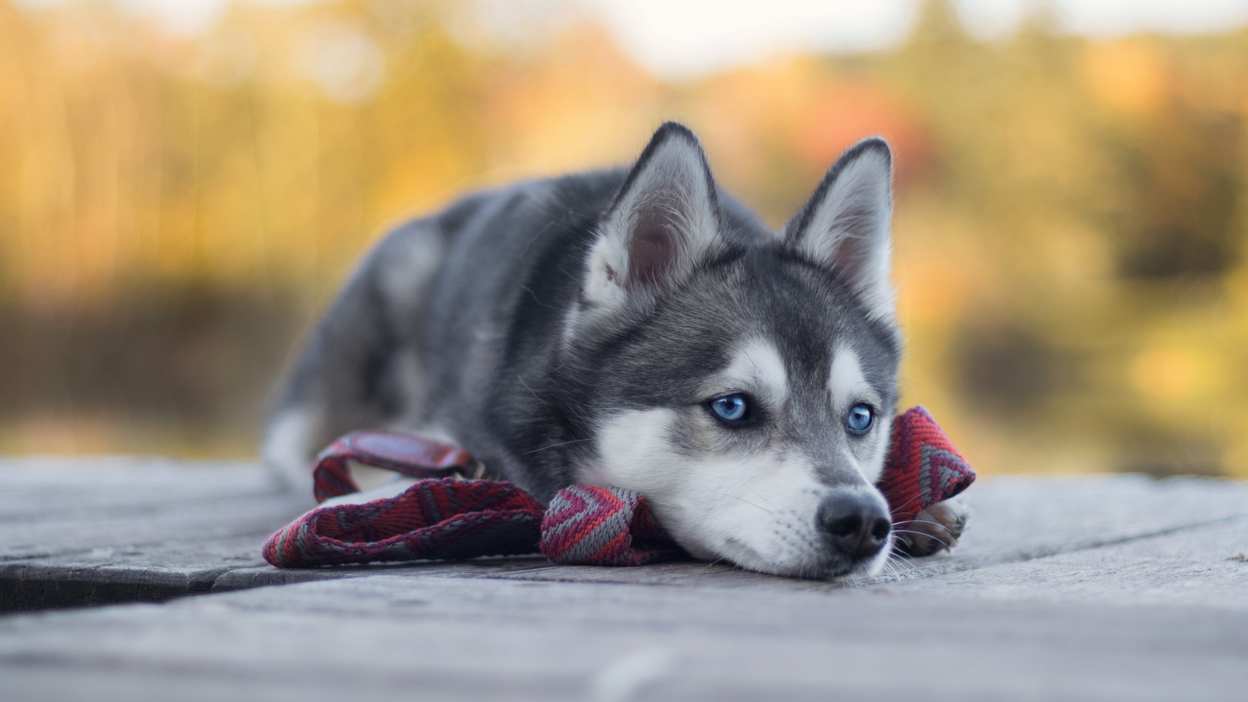 Wallpaper Husky, dog, cute animals, 4K, Animals