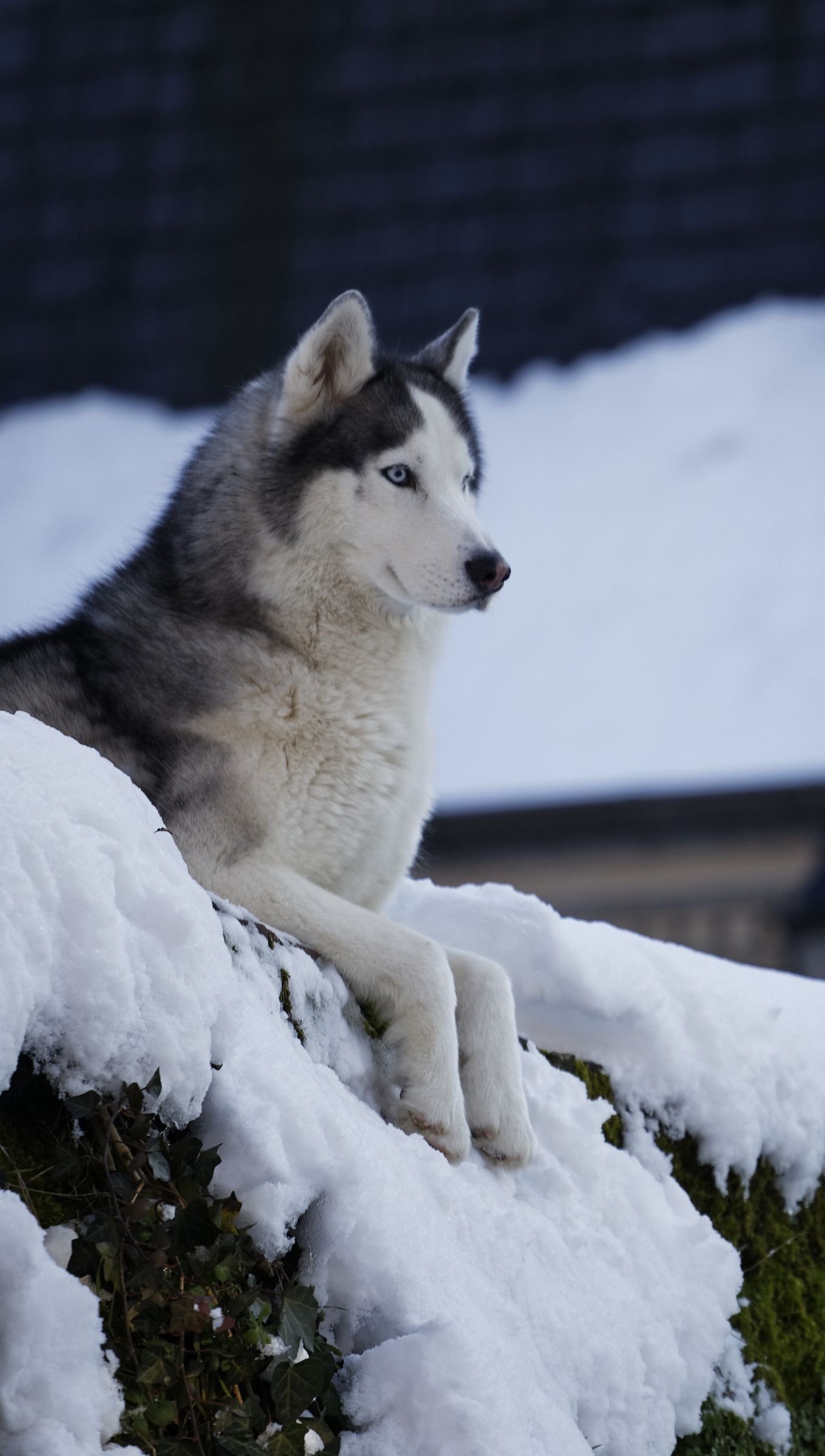 Husky in the snow Wallpaper 4k HD