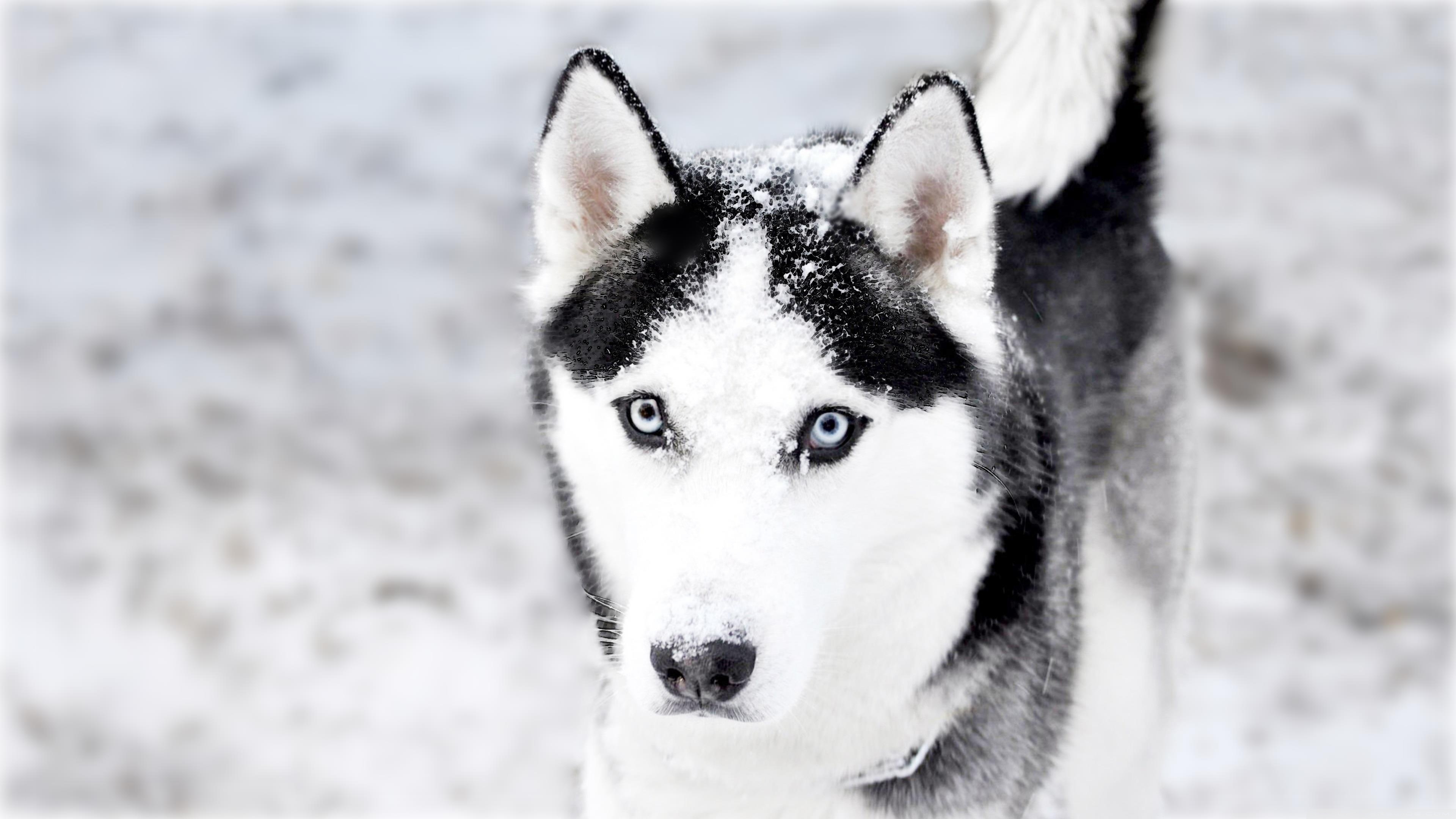 Husky Ultra HD Desktop Background Wallpaper for 4K UHD TV, Widescreen & UltraWide Desktop & Laptop, Tablet