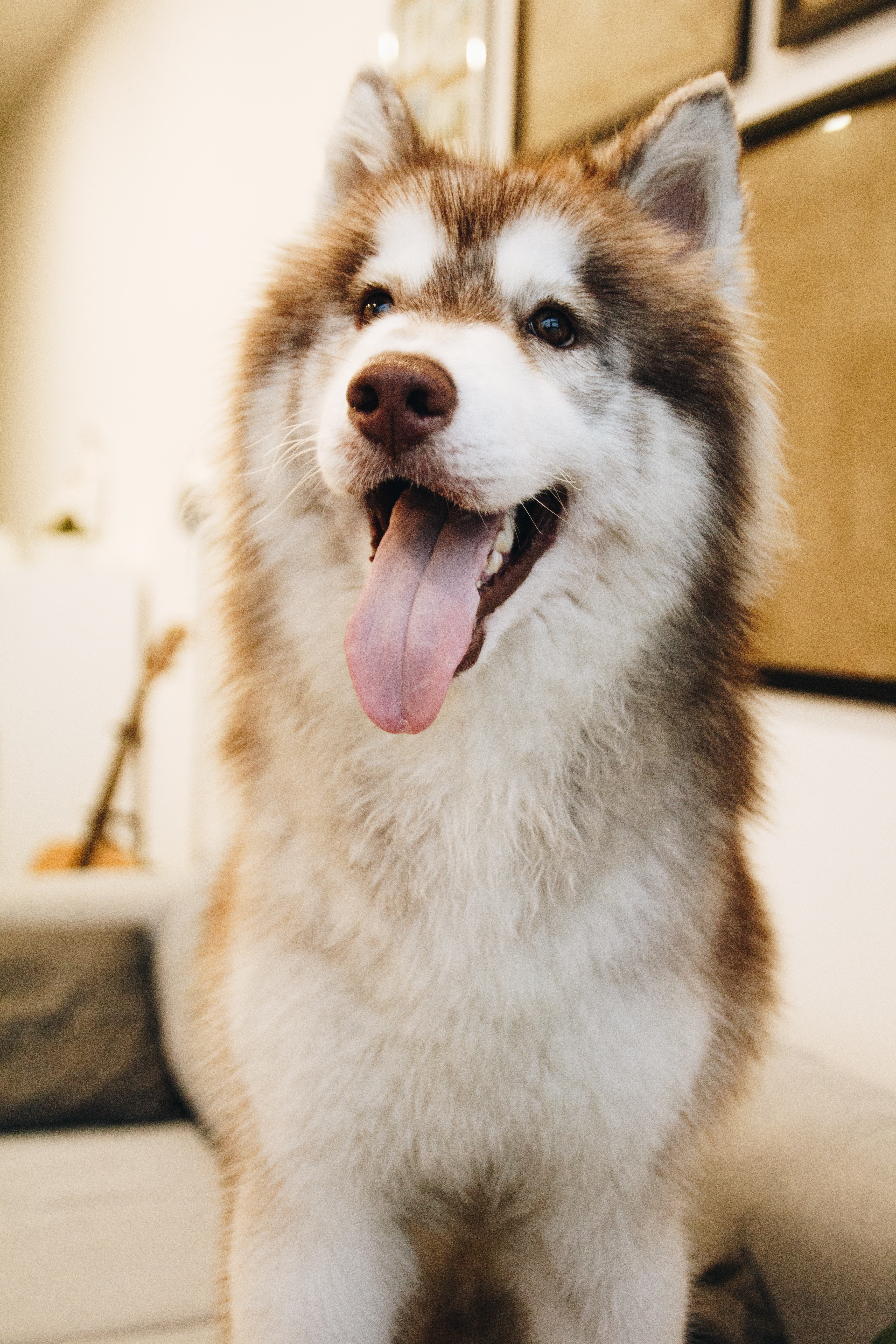 Siberian Husky Photo, Download The BEST Free Siberian Husky & HD Image