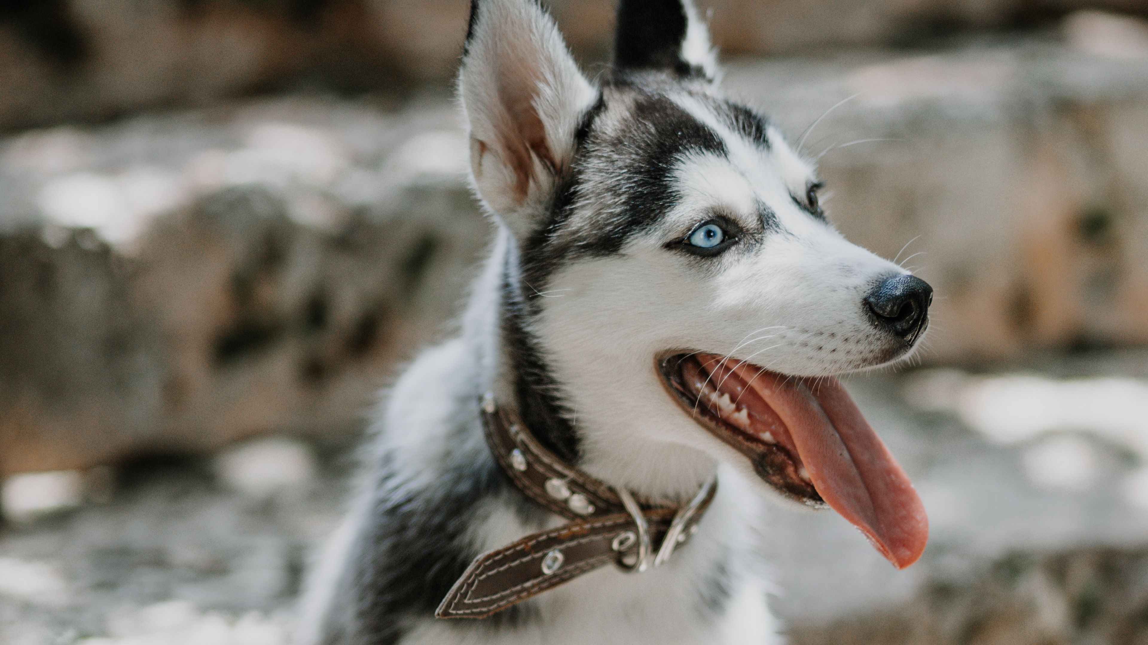 Download wallpaper 3840x2160 husky, dog, glance, pet, protruding tongue 4k uhd 16:9 HD background