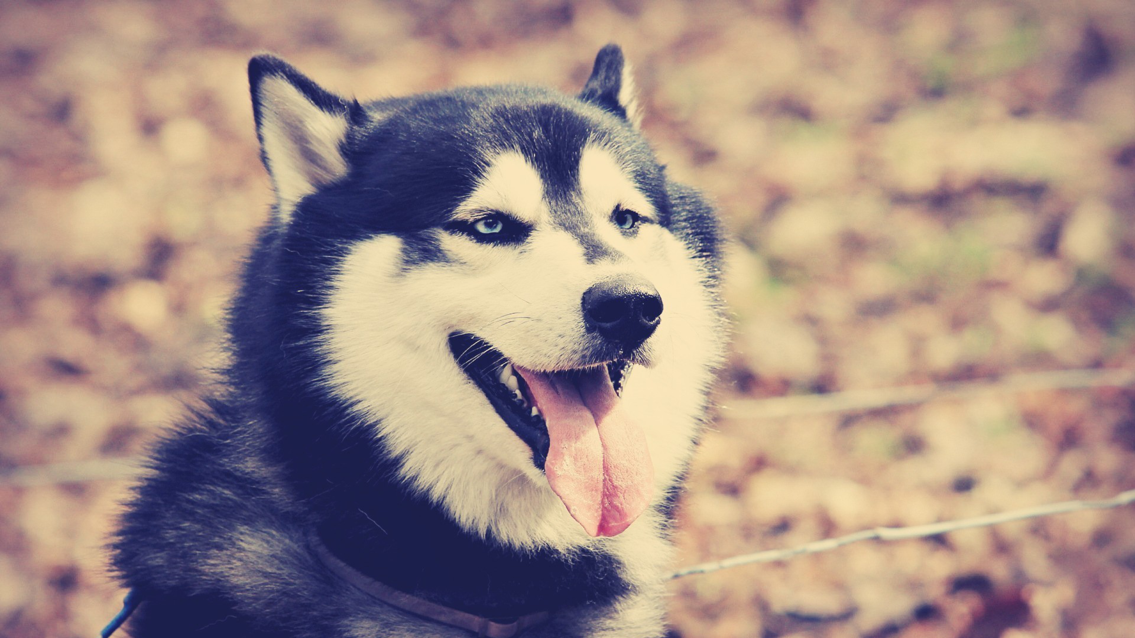 Wallpaper 4k Siberan Husky 5 4k Wallpaper