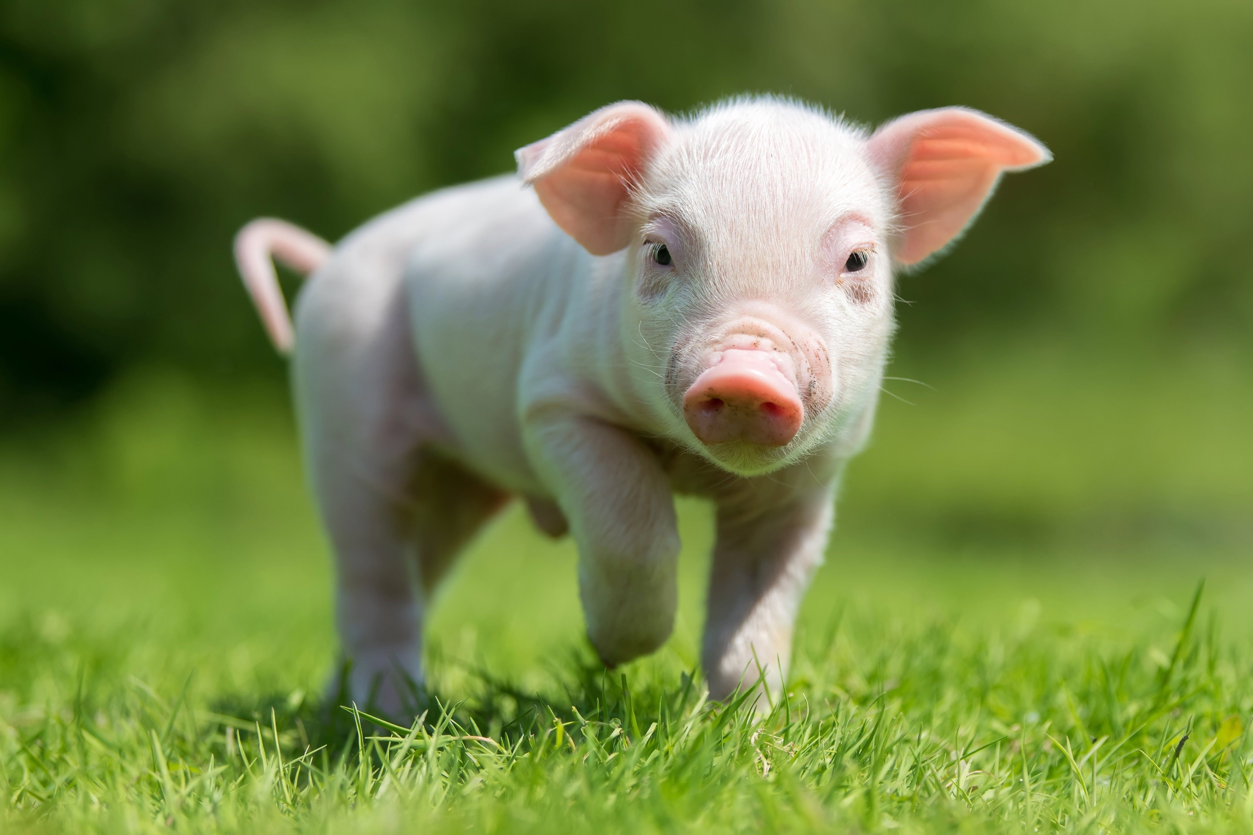 Pig 4K, Baby Animal, Piglet Gallery HD Wallpaper