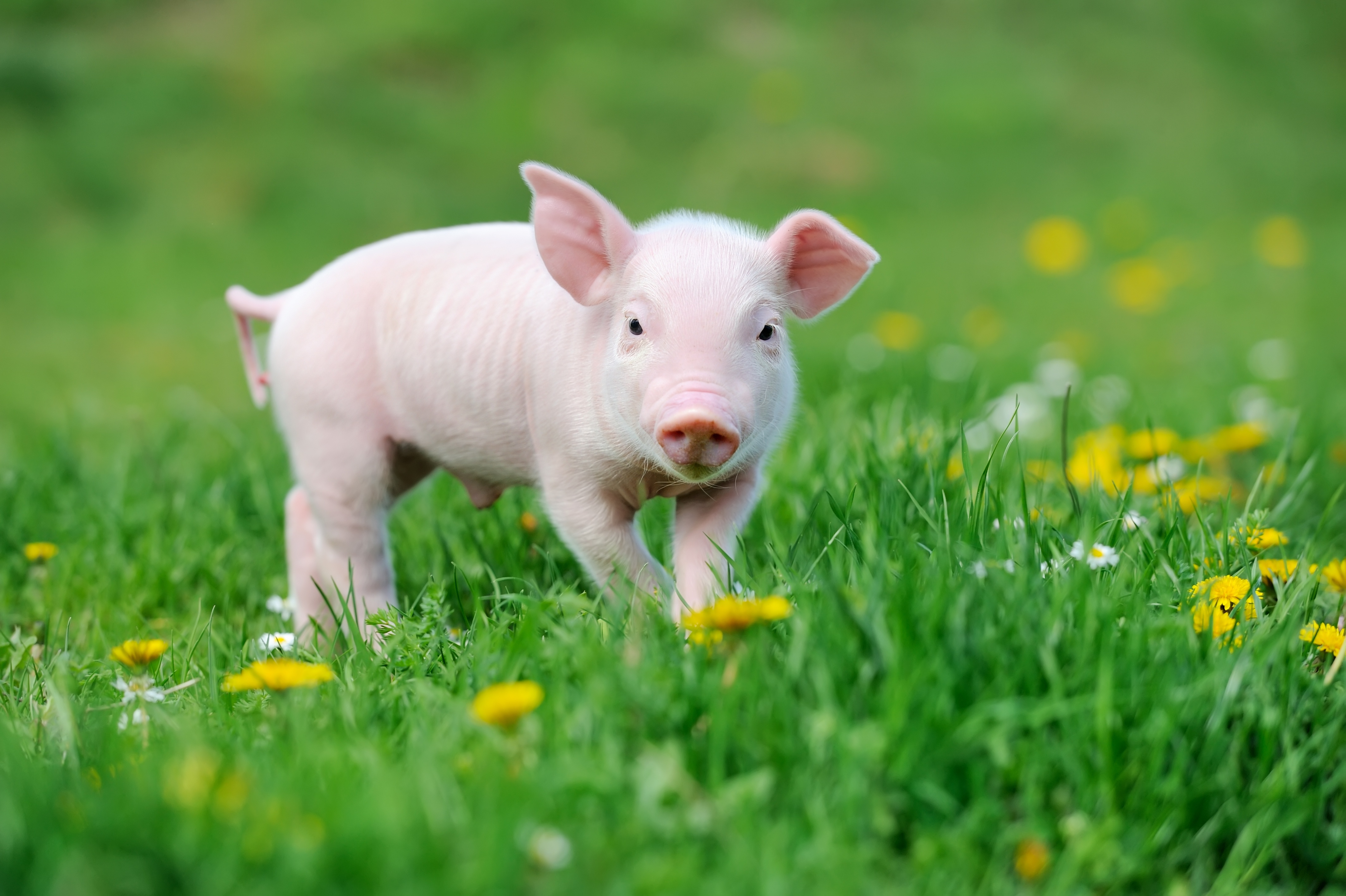 Pig 4K, Baby Animal, Piglet Gallery HD Wallpaper
