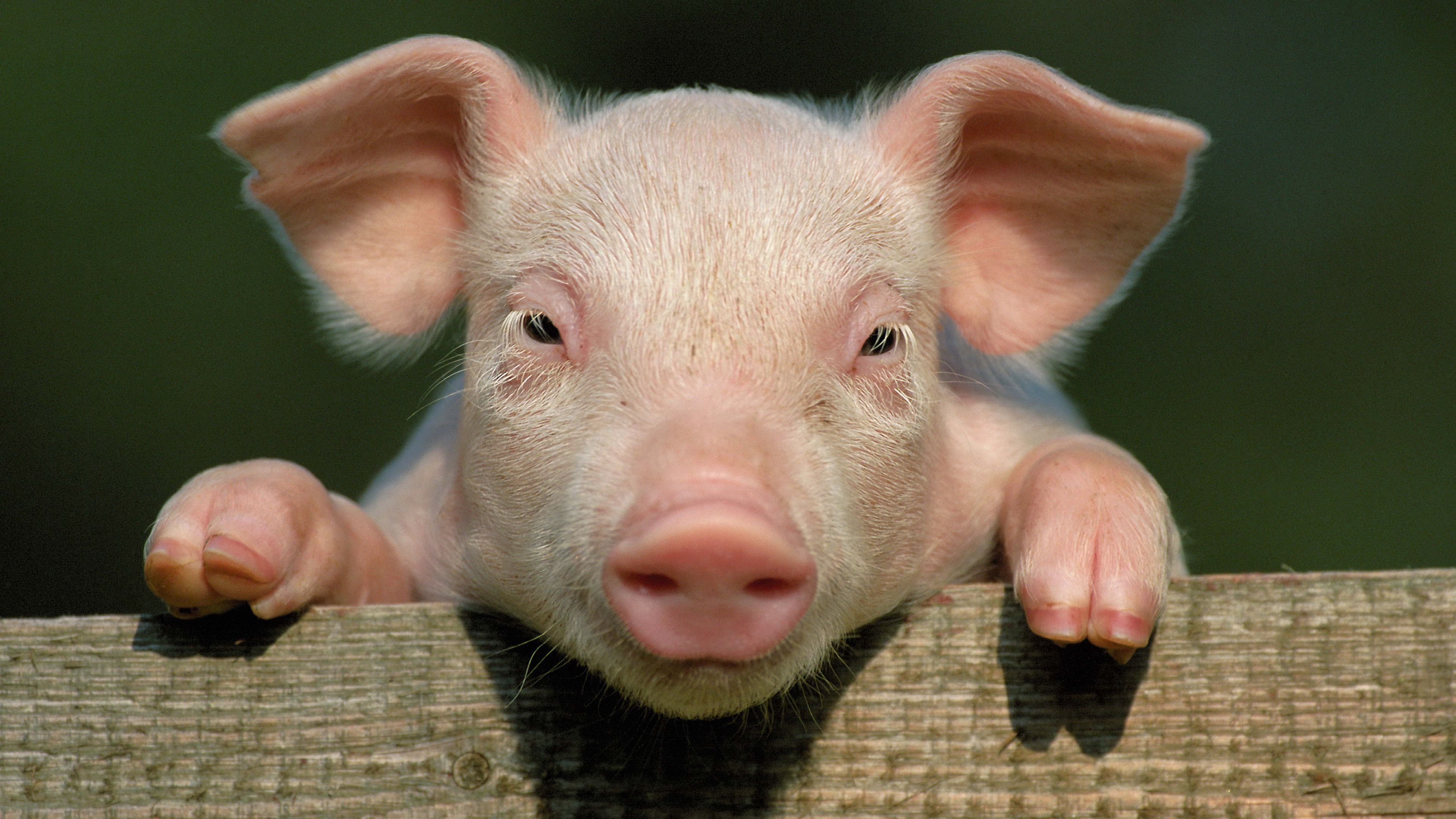 Download wallpaper 3840x2160 pig, little pig, countryside, hooves, close up, face 4k uhd 16:9 HD background