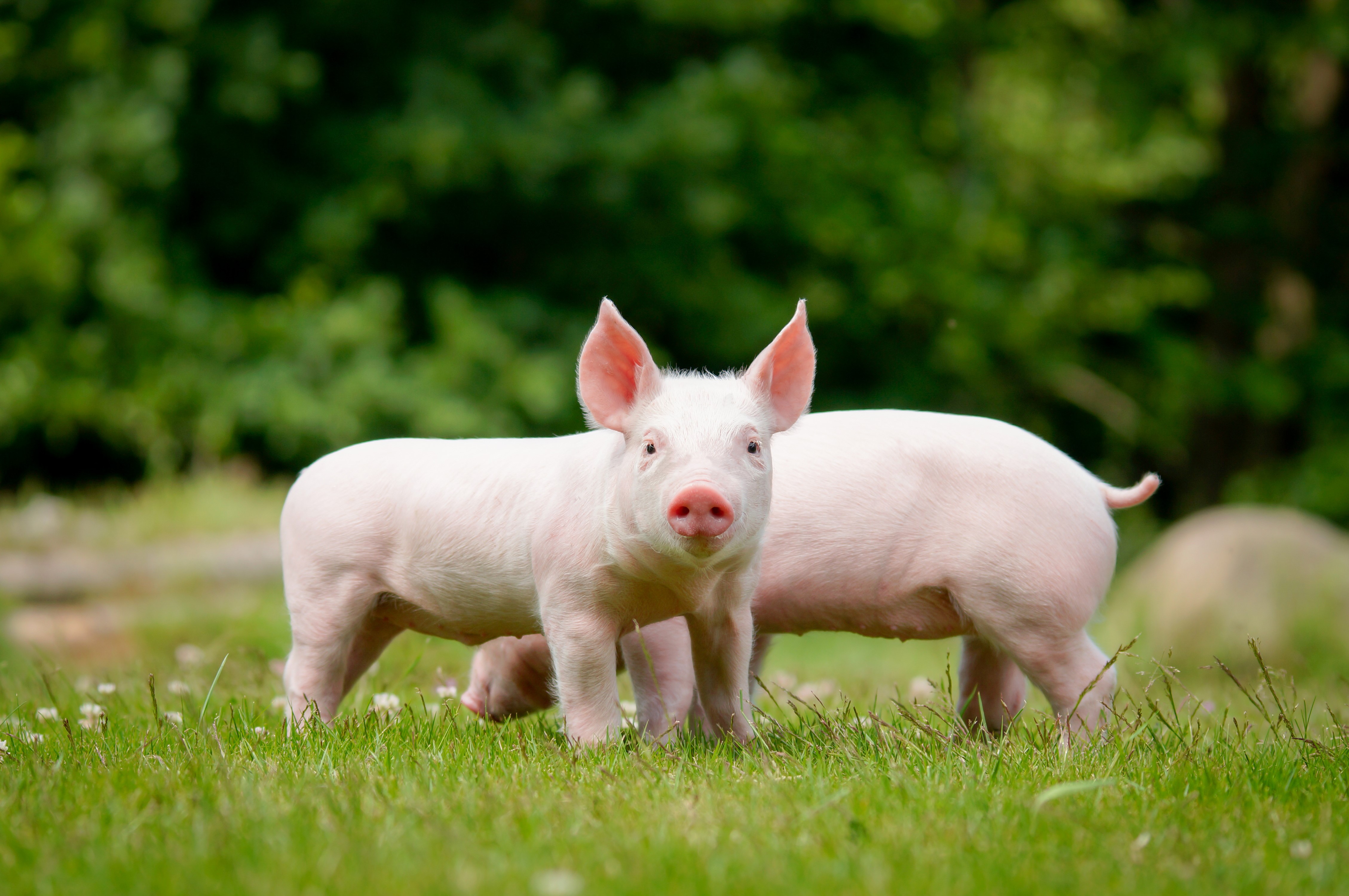 4K, Domestic pig, Cubs, Two, Grass, HD Wallpaper