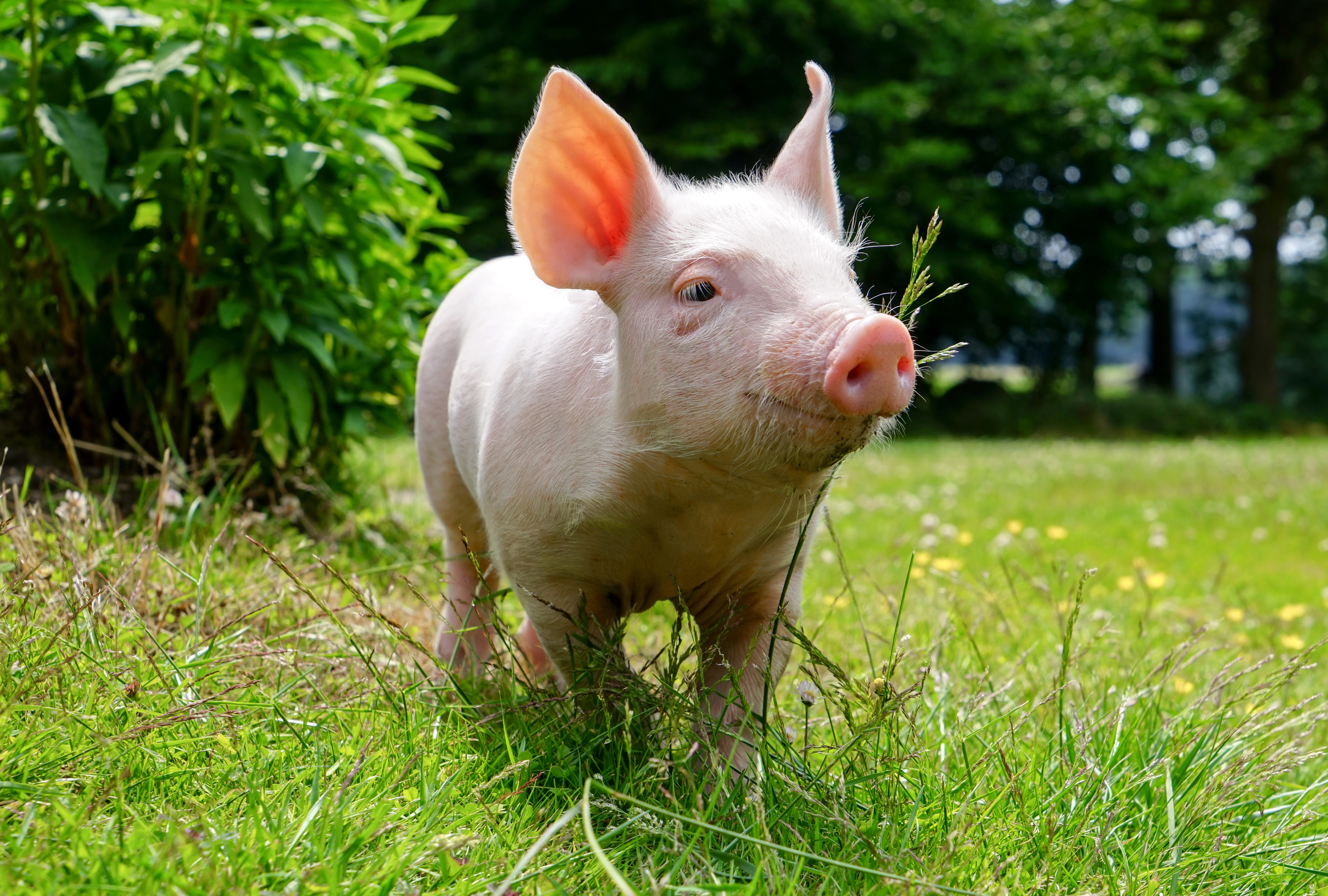 4K, 5K, Domestic pig, Grass, HD Wallpaper