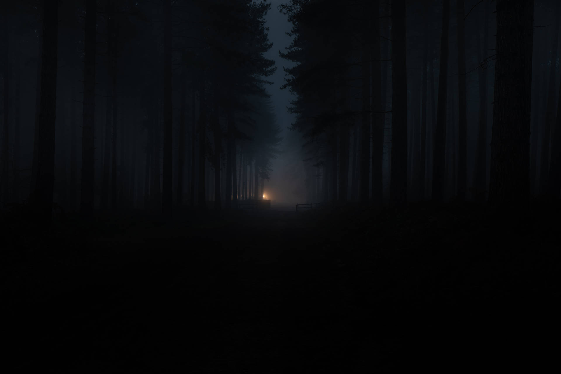 Dark Forest Wallpaper