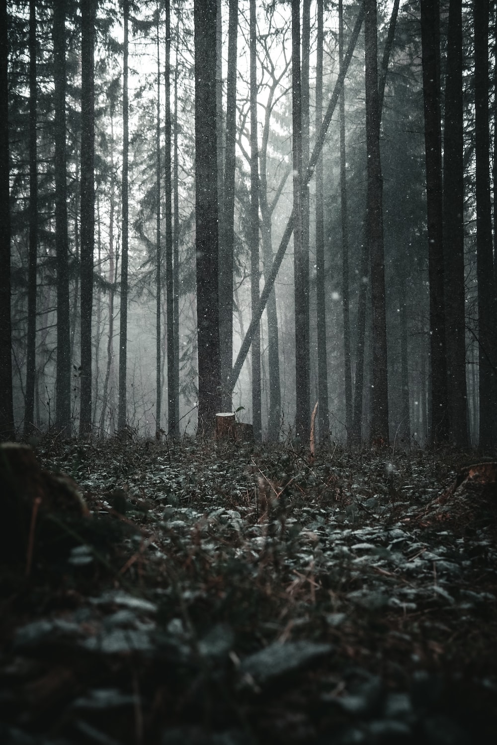 Dark Forest Wallpapers