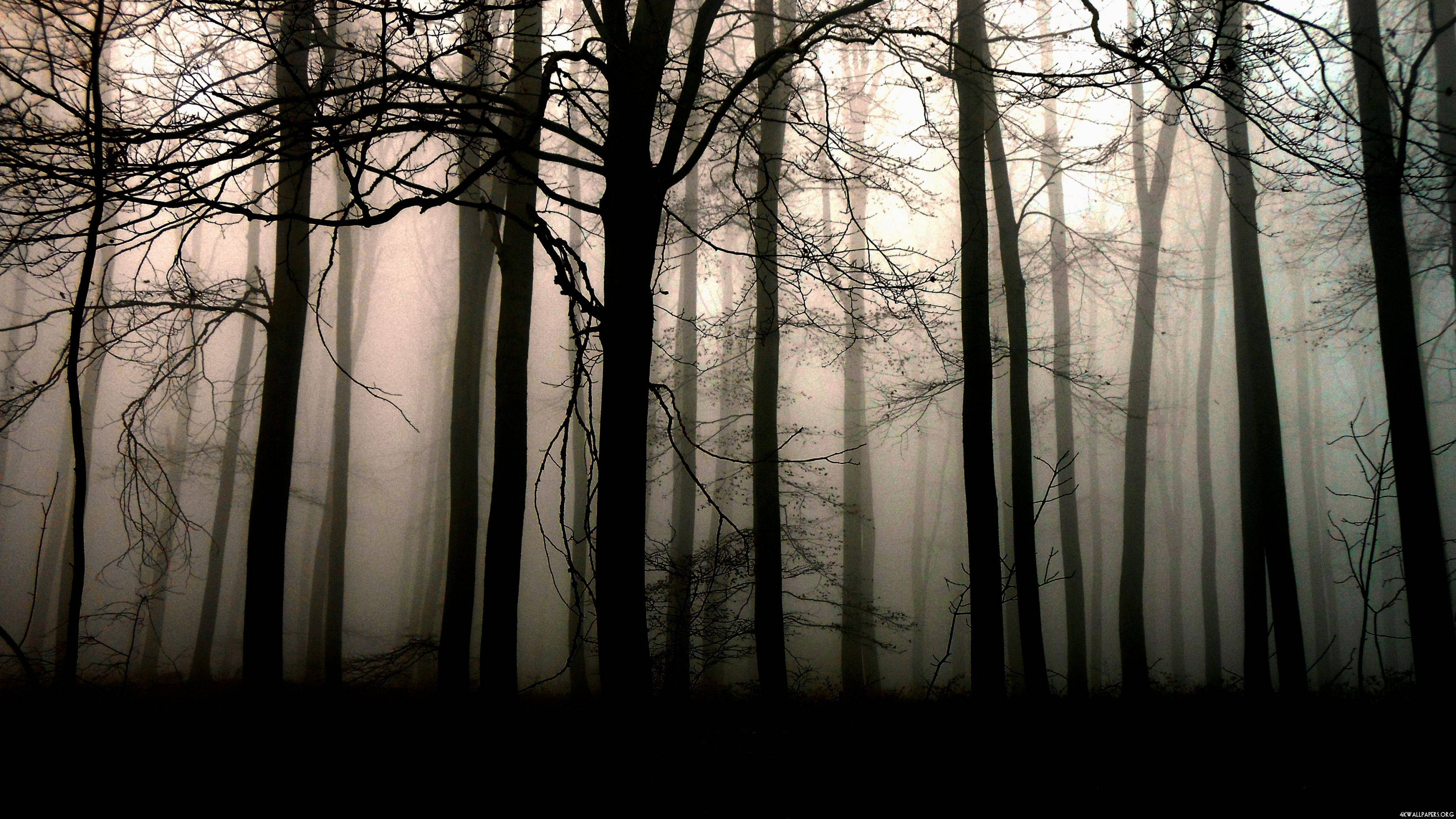 Download Solitude in Nature Dark Forest Wallpaper