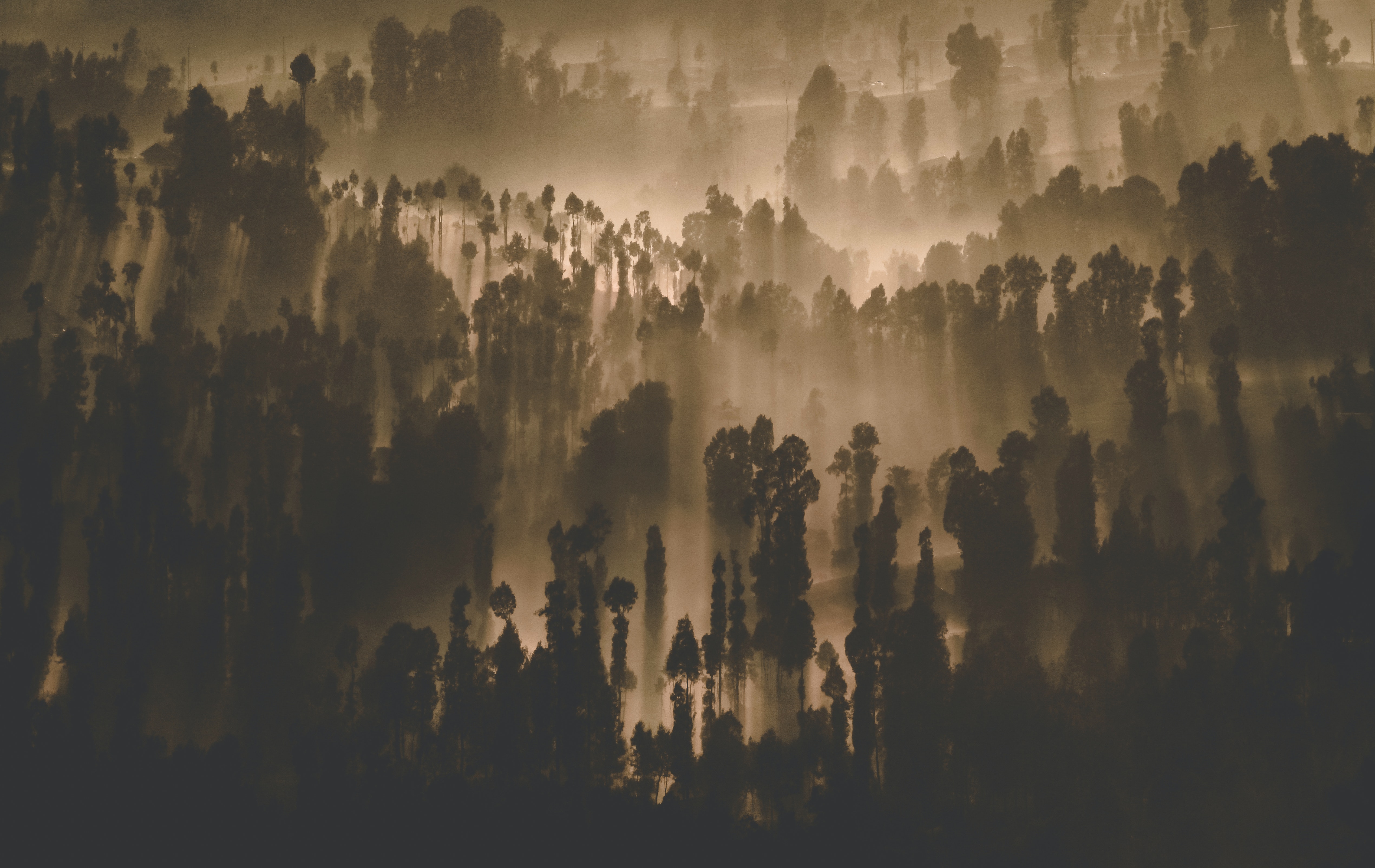 Dark Forest Photo, Download The BEST