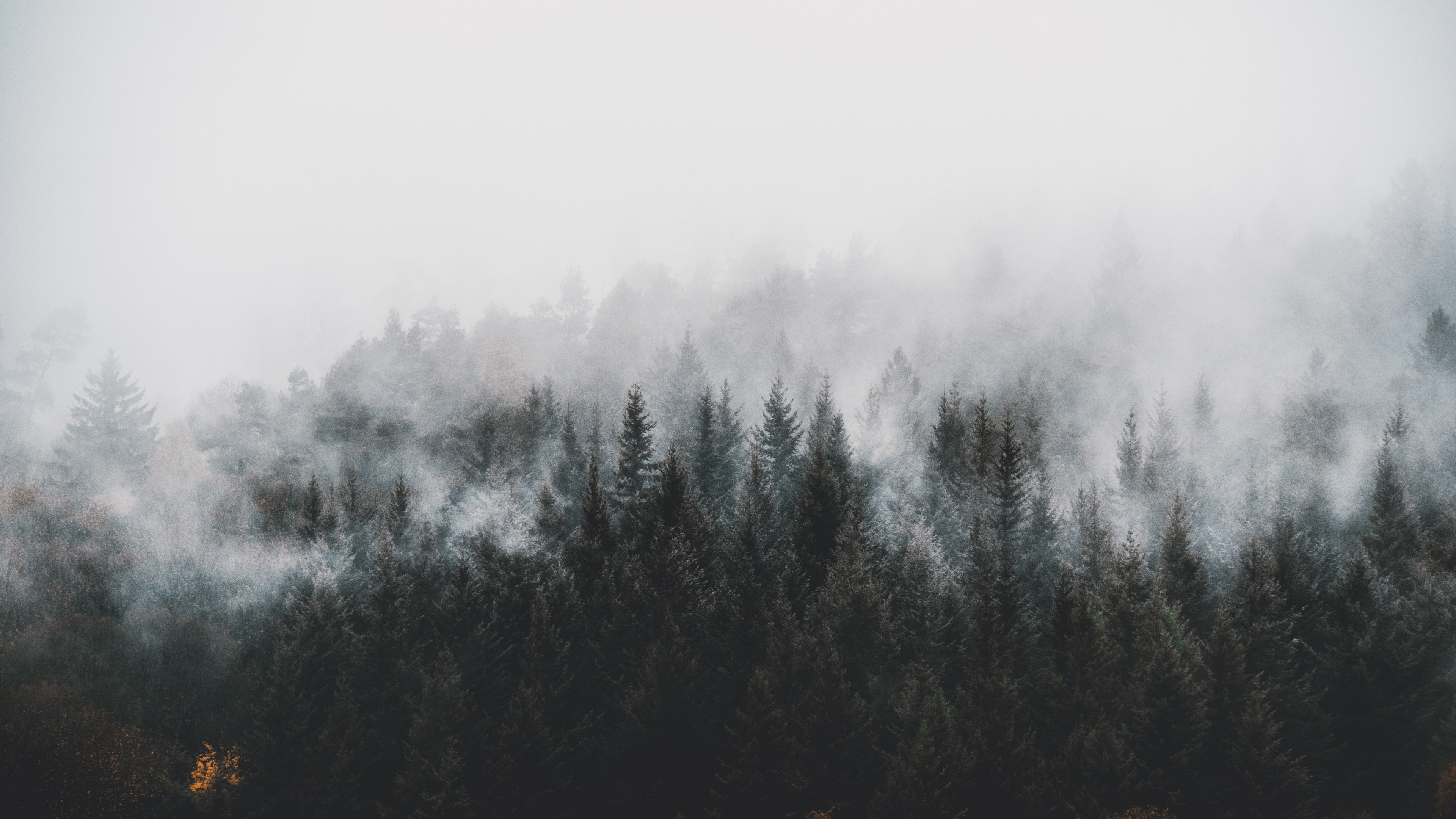 Wallpaper / black forest 4k wallpaper free download