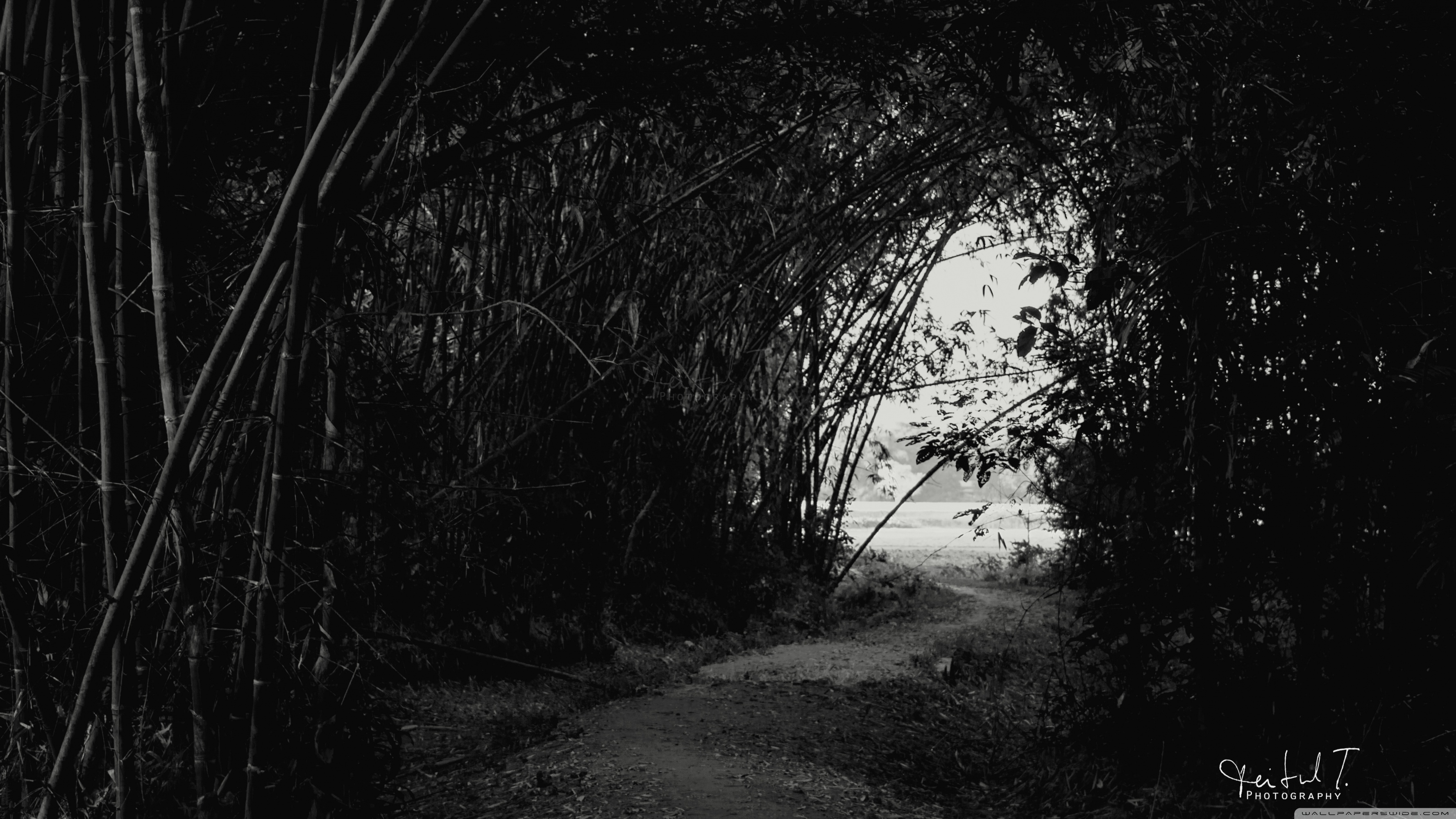 Dark Forest Ultra HD Desktop Background Wallpaper for 4K UHD TV, Widescreen & UltraWide Desktop & Laptop, Tablet