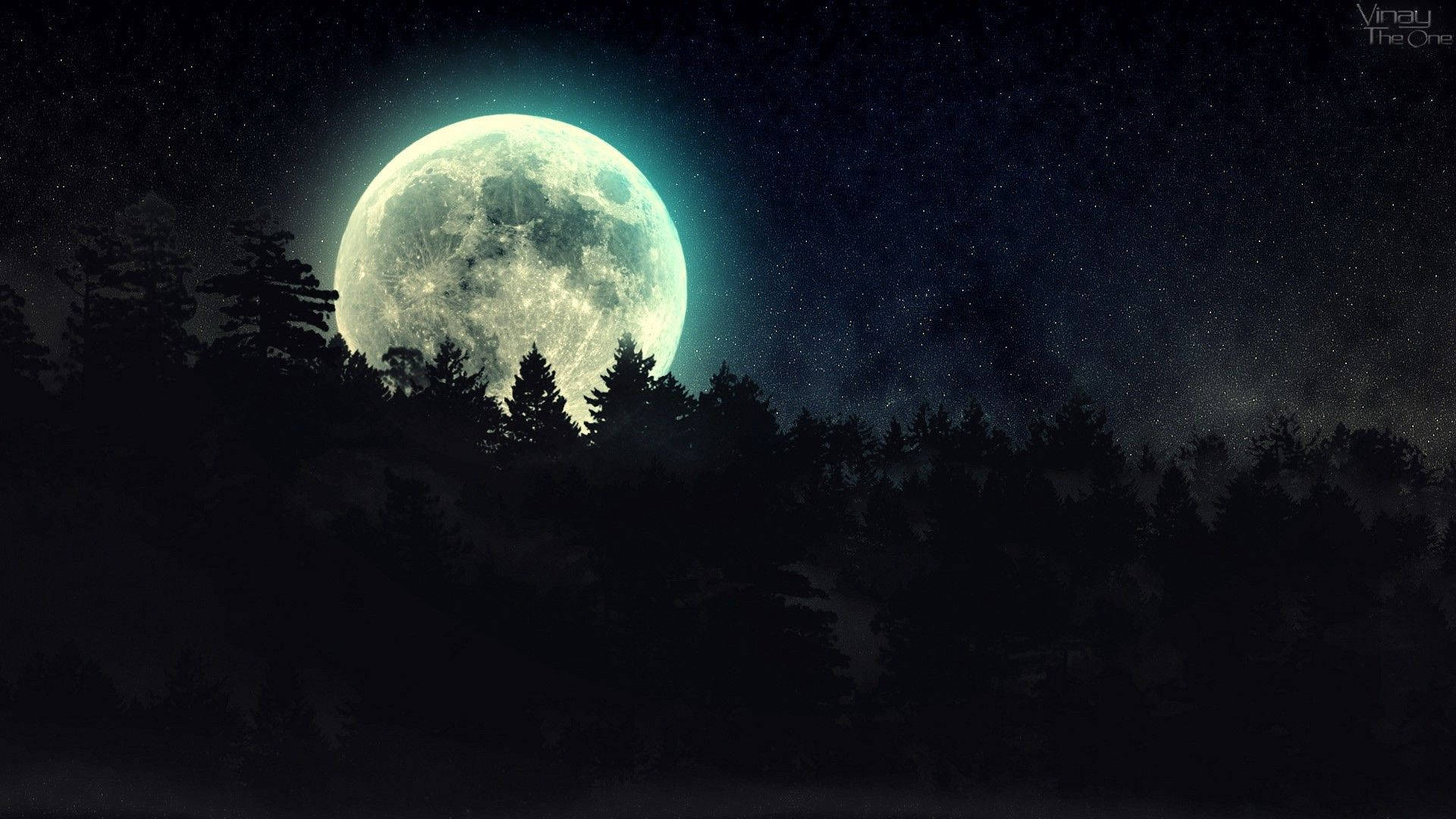 Download Exploring a Dark Forest Beneath a Full Moon Wallpaper