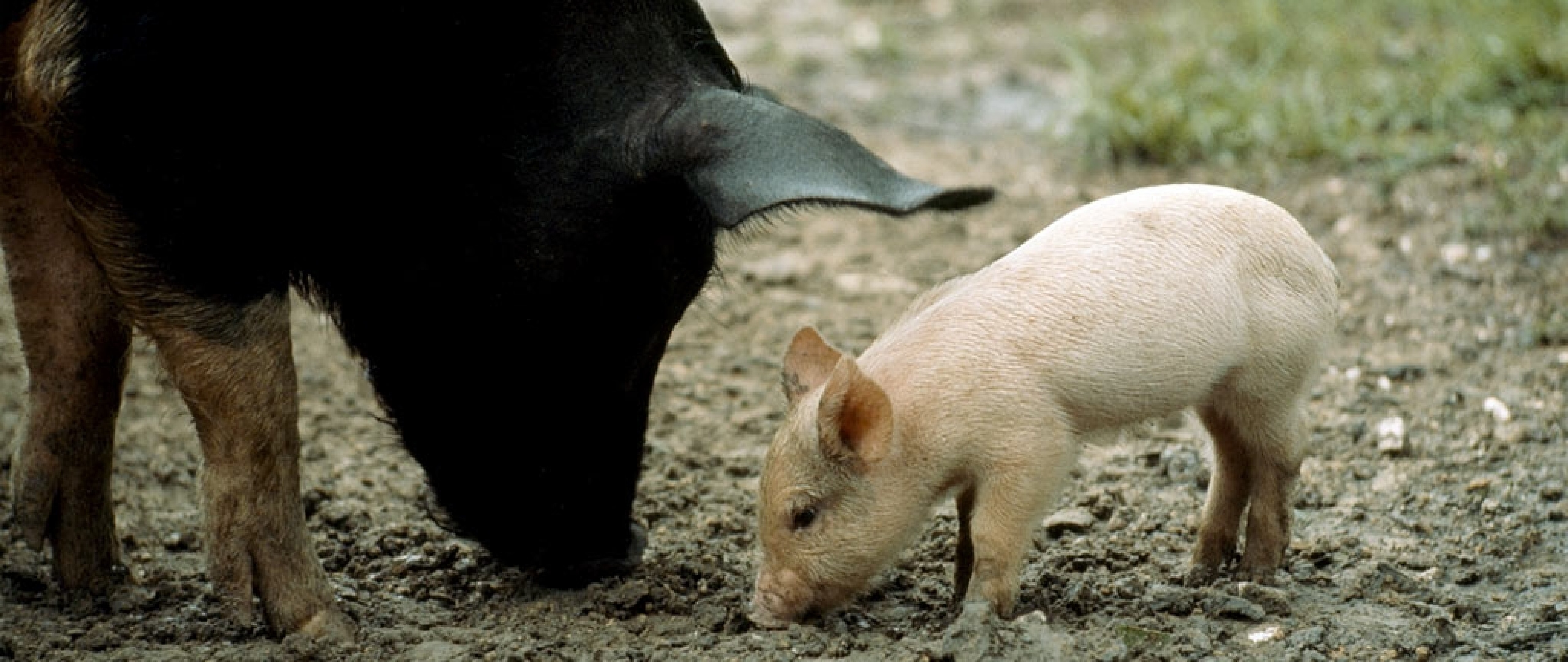 Domestic pig HD Wallpaper 4K Ultra HD Wide TV Wallpaper .net