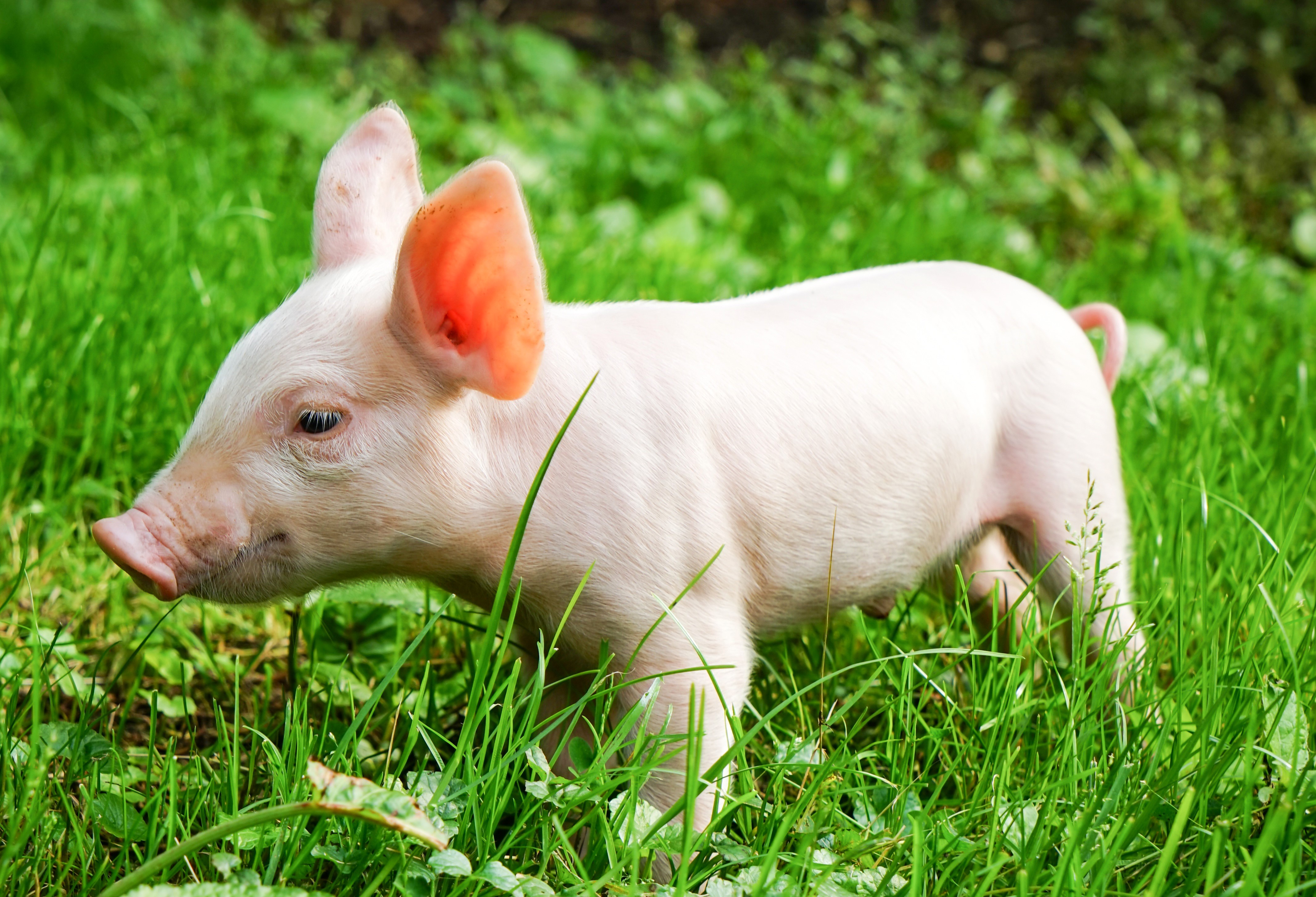 4K, Domestic pig, Grass Gallery HD Wallpaper