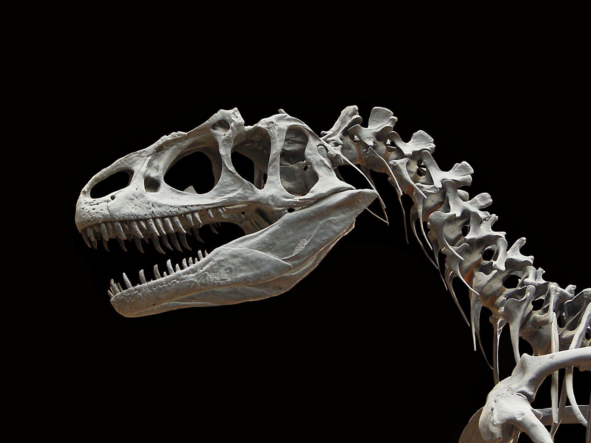Dinosaur Skeleton Wallpaper